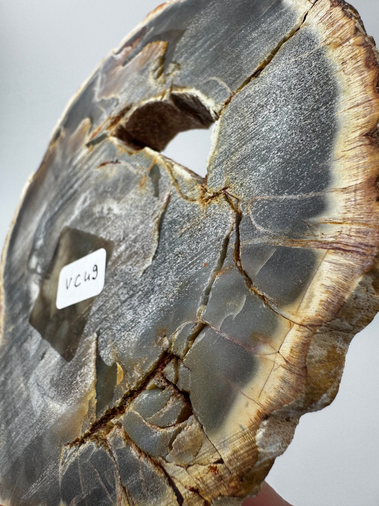 Polierter Anschliff aus versteinertem Holz aus Madagaskar mit sichtbarer fossiler Maserung und Zellstruktur, 13 × 11 × 1,4 cm.