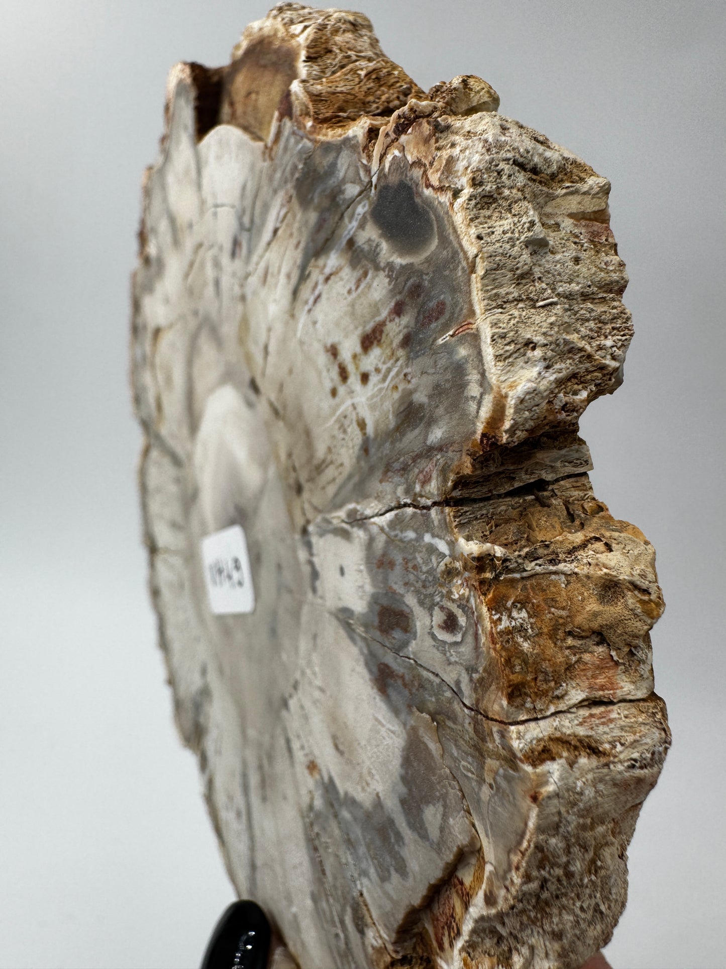 Polierter Anschliff aus versteinertem Holz aus Madagaskar mit sichtbarer fossiler Maserung und Zellstruktur, 11,6 × 10,4 × 1,1 cm.