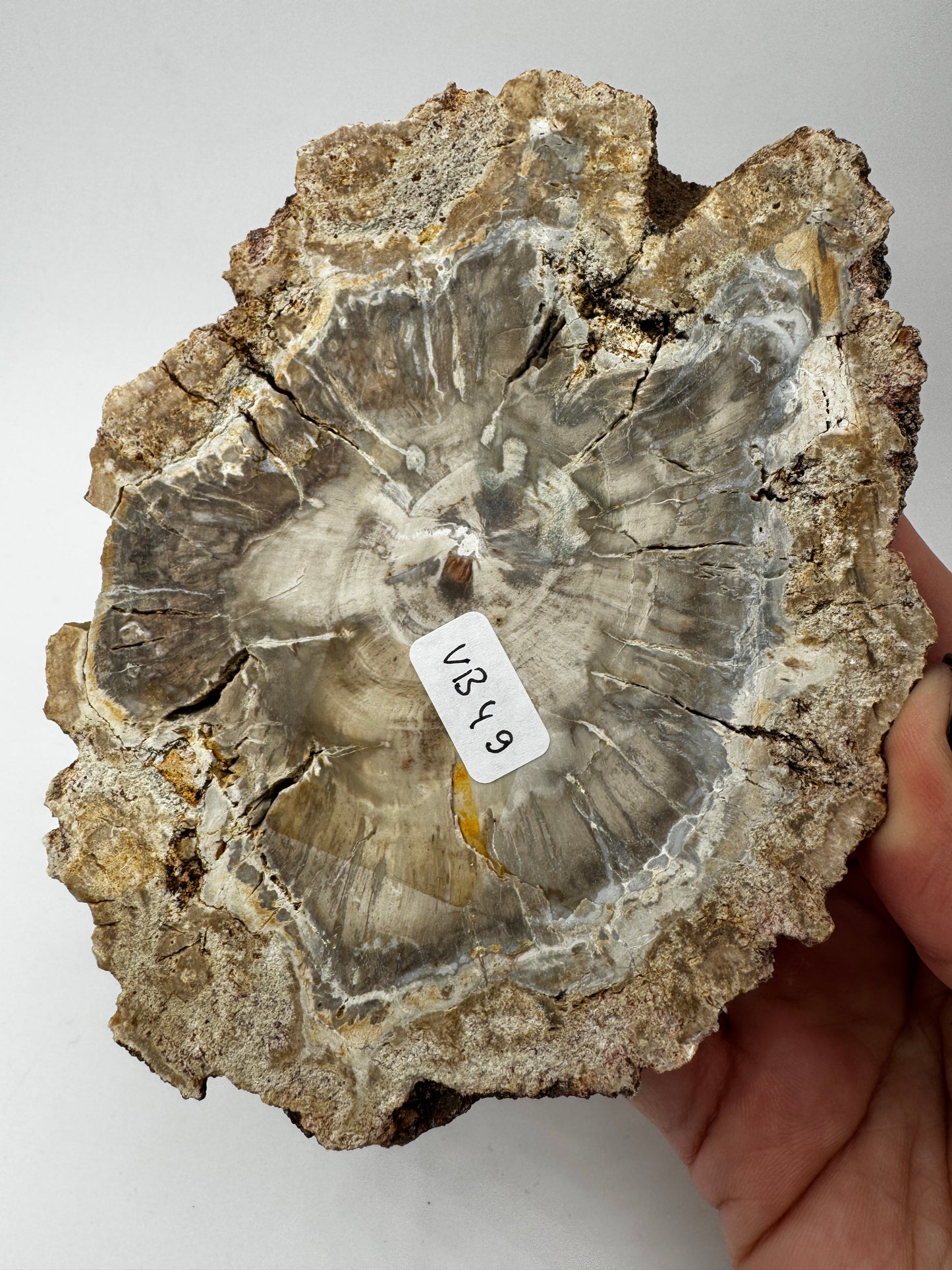 Versteinertes Holz VB49