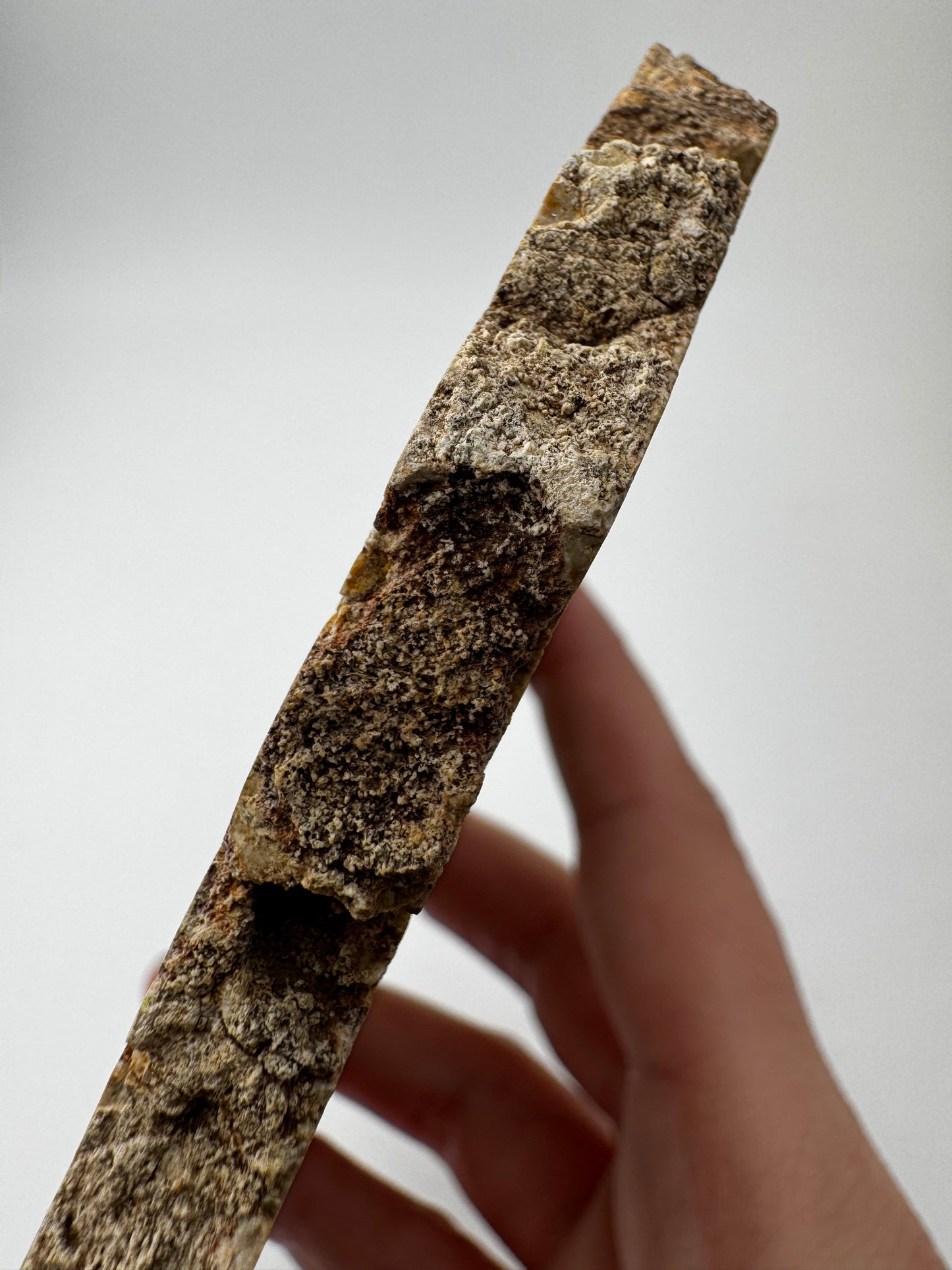 Versteinertes Holz VB49