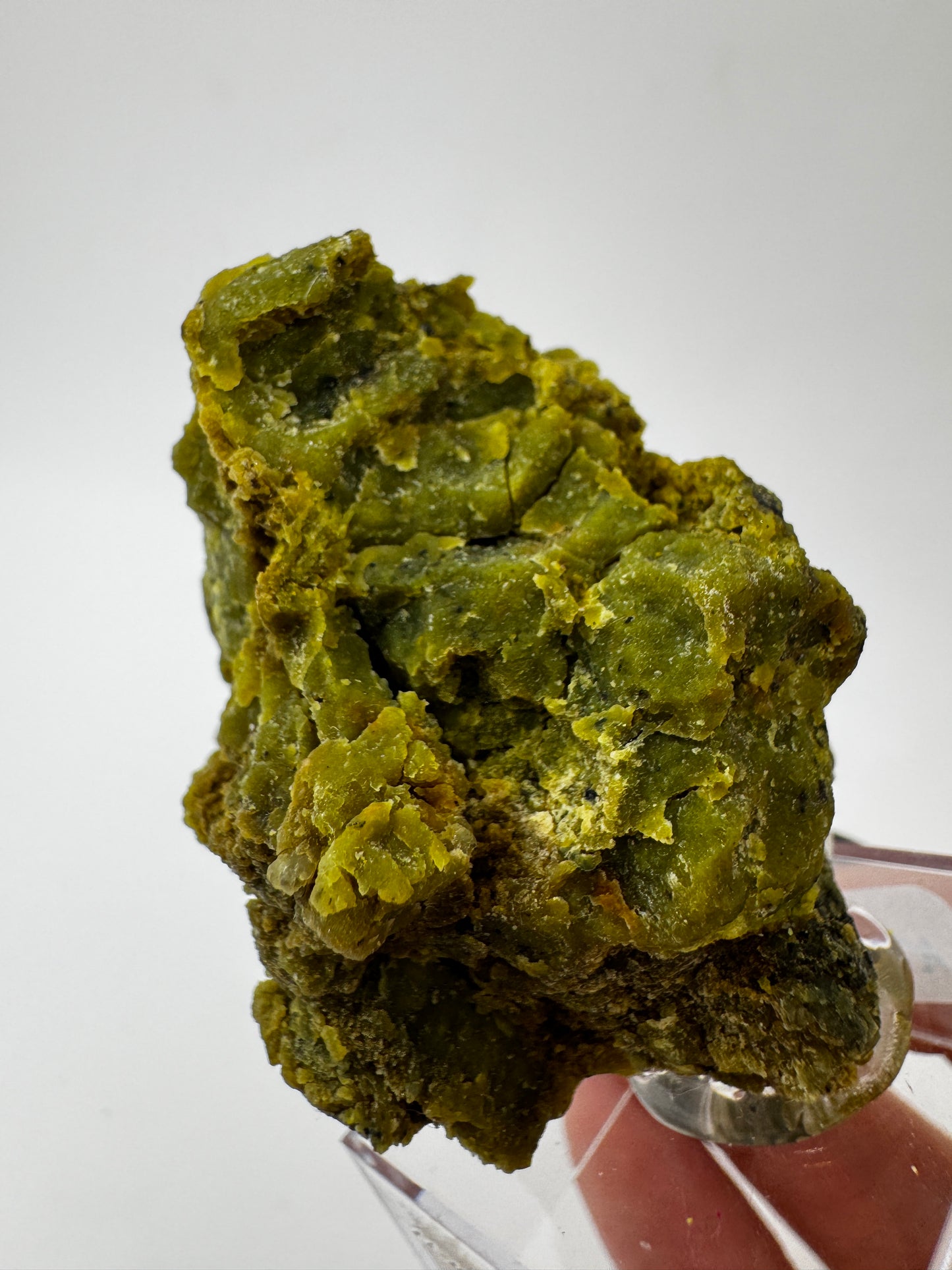 Kiwiopal KO24