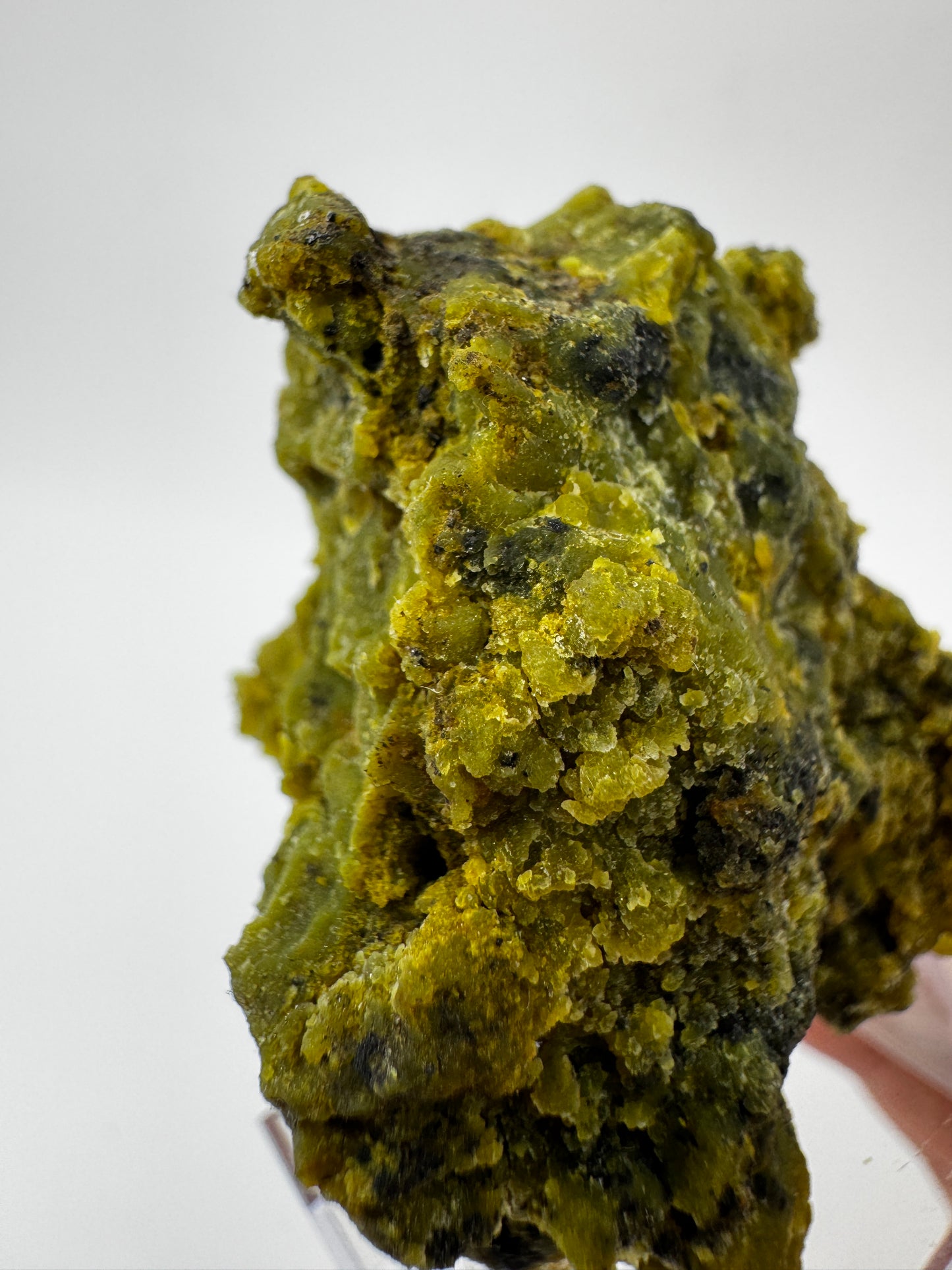 Kiwiopal KO24