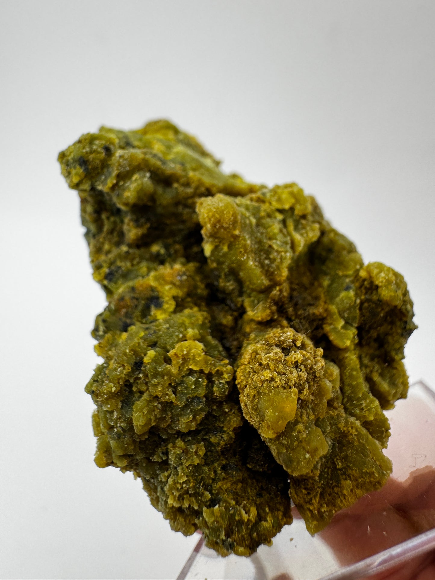 Kiwiopal KO24