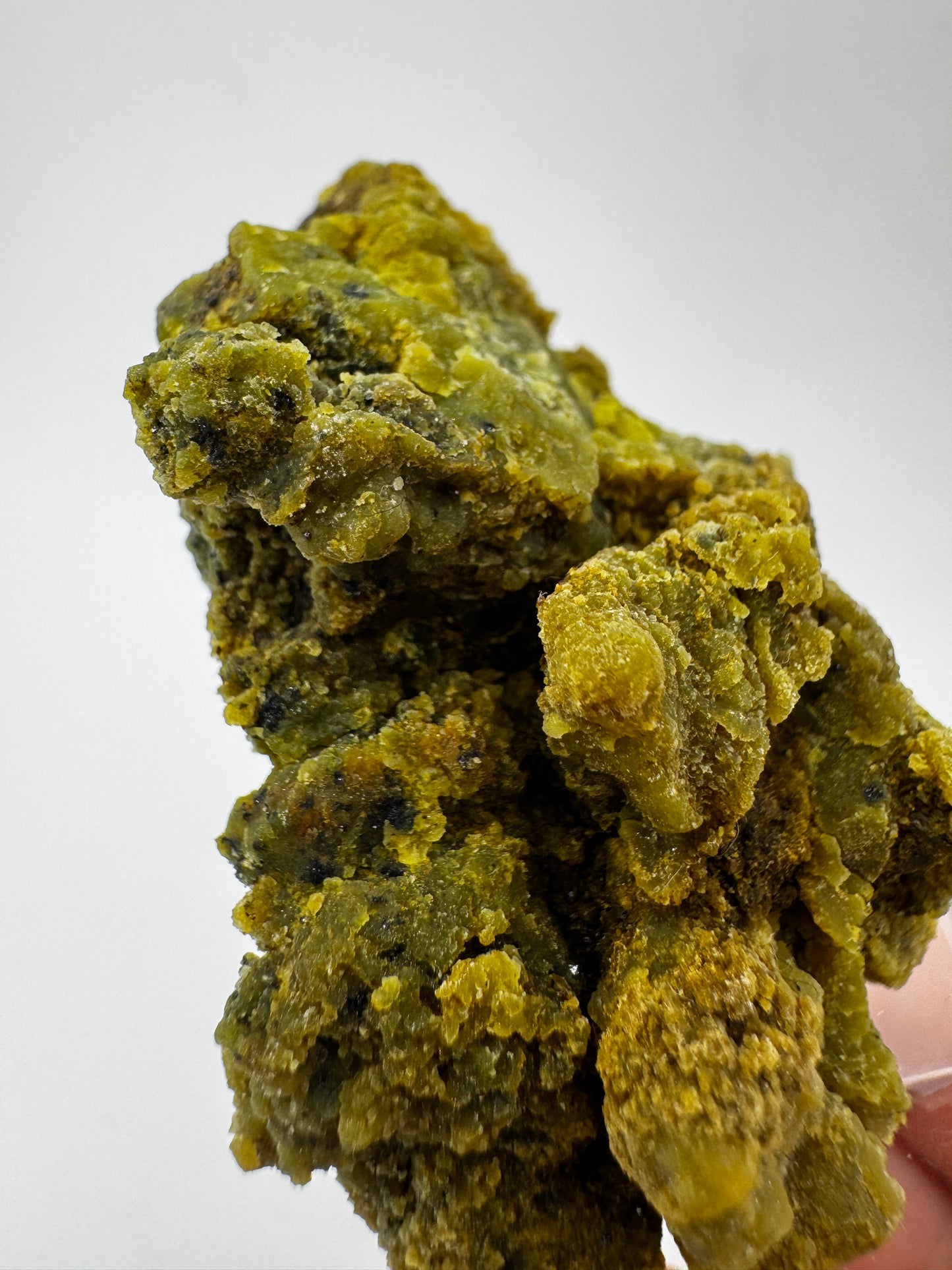 Kiwiopal KO24