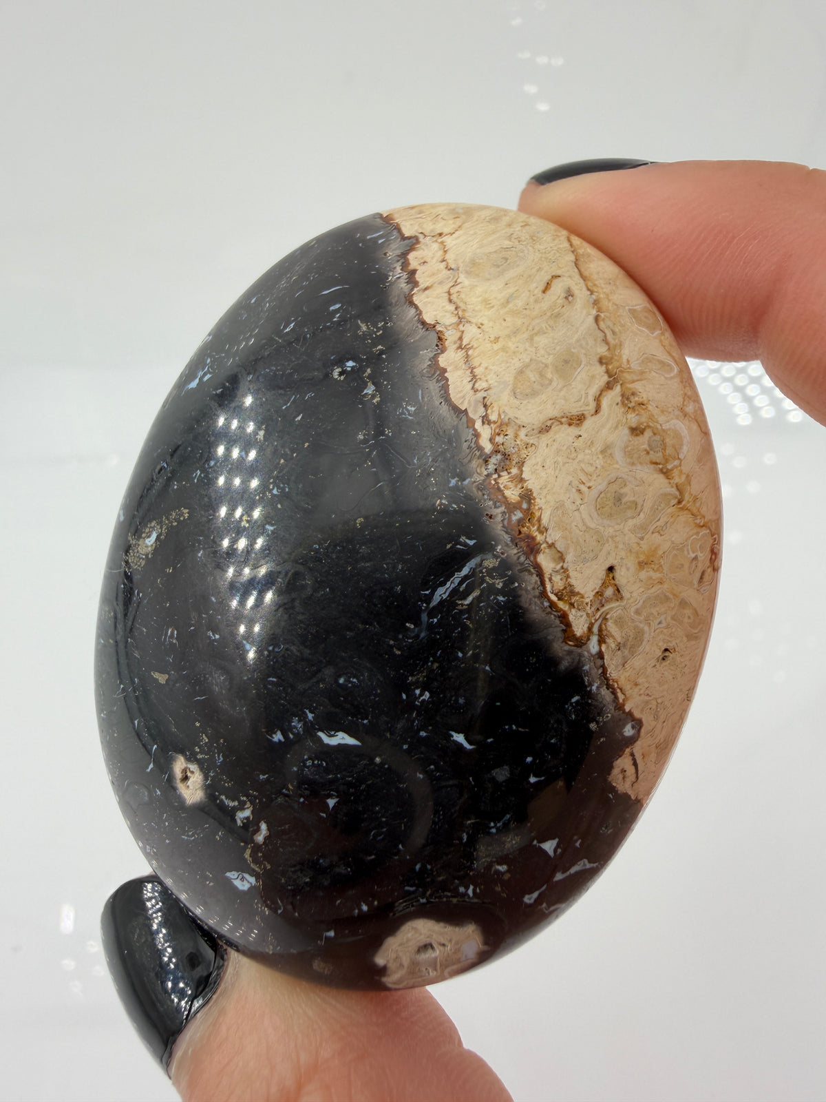 Ein glatt polierter Handstein aus versteinerter Palmenwurzel mit markanten, dunklen Punktstrukturen in einer beige-braunen Matrix.