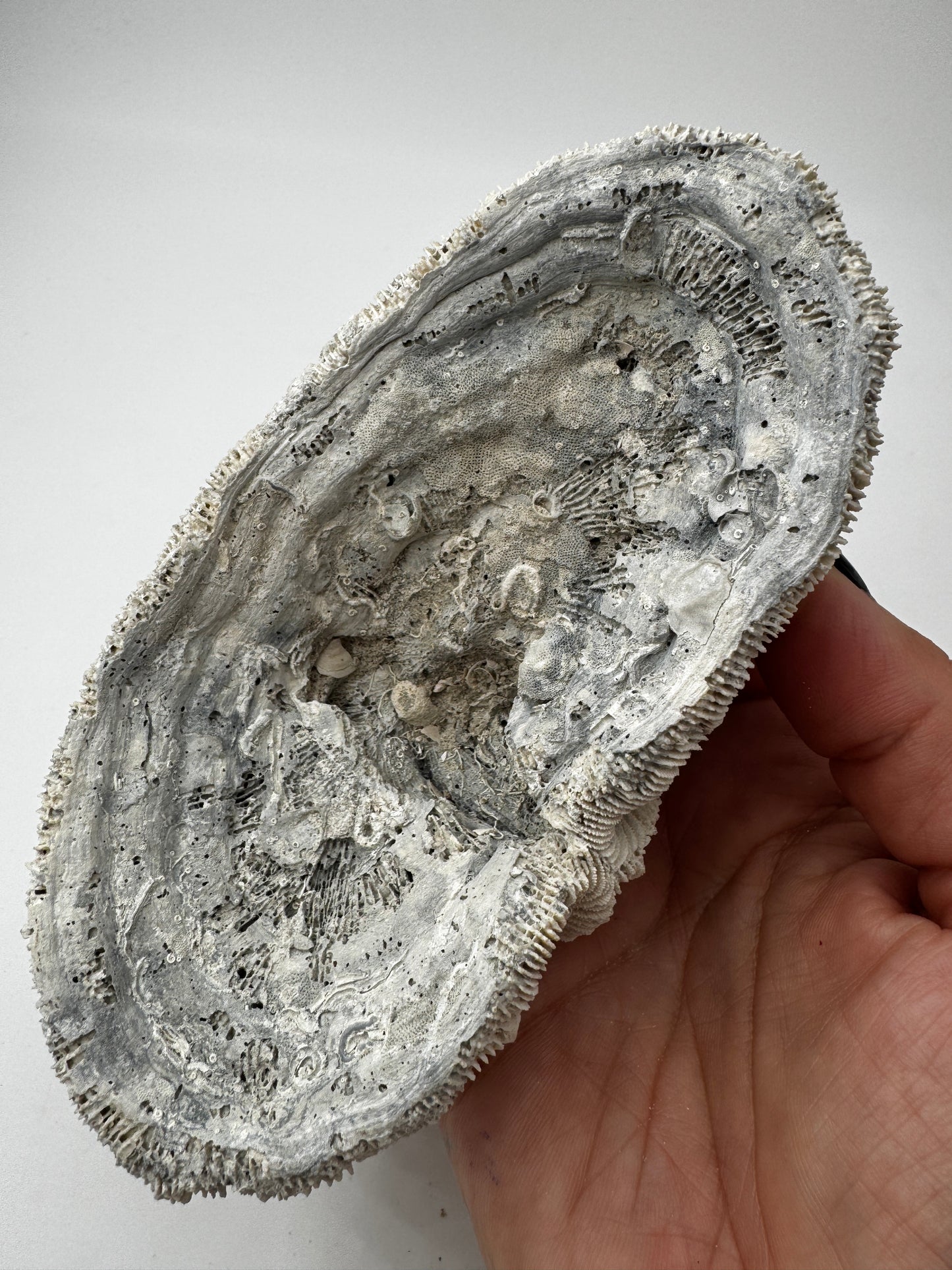 Versteinerte Koralle VK59 aus Florida, langgestrecktes Miozän-Fossil mit konservierten Polypenkelchen.