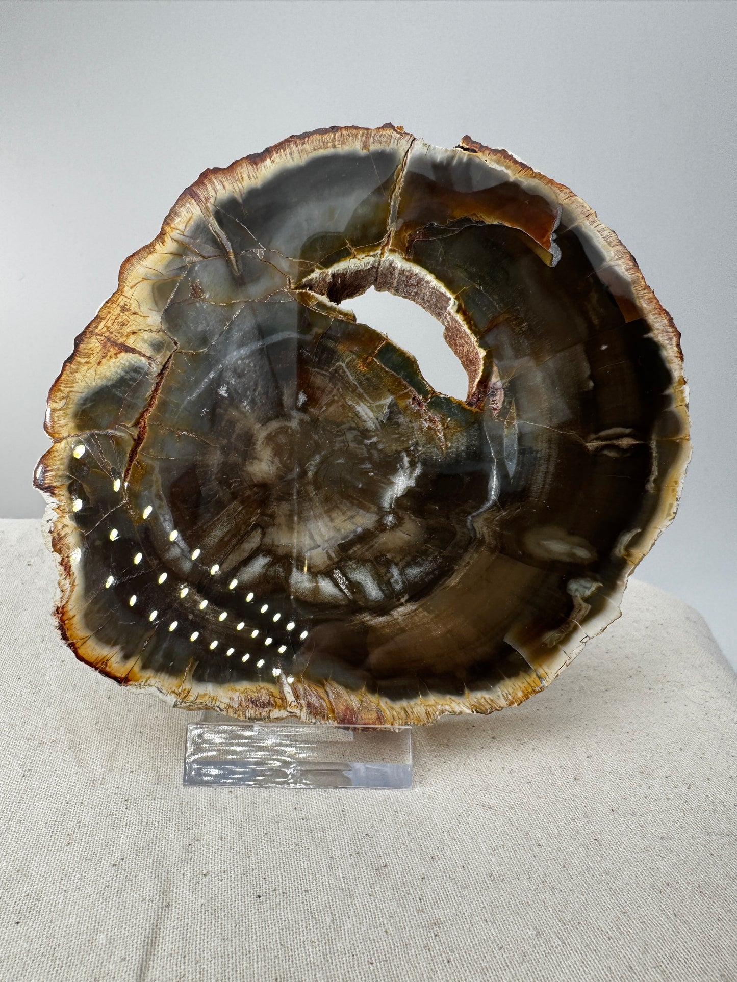 Polierter Anschliff aus versteinertem Holz aus Madagaskar mit sichtbarer fossiler Maserung und Zellstruktur, 13 × 11 × 1,4 cm.