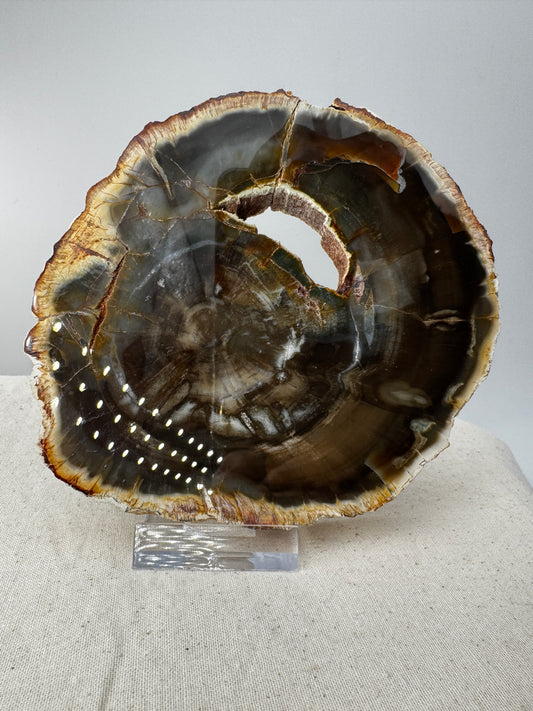 Polierter Anschliff aus versteinertem Holz aus Madagaskar mit sichtbarer fossiler Maserung und Zellstruktur, 13 × 11 × 1,4 cm.