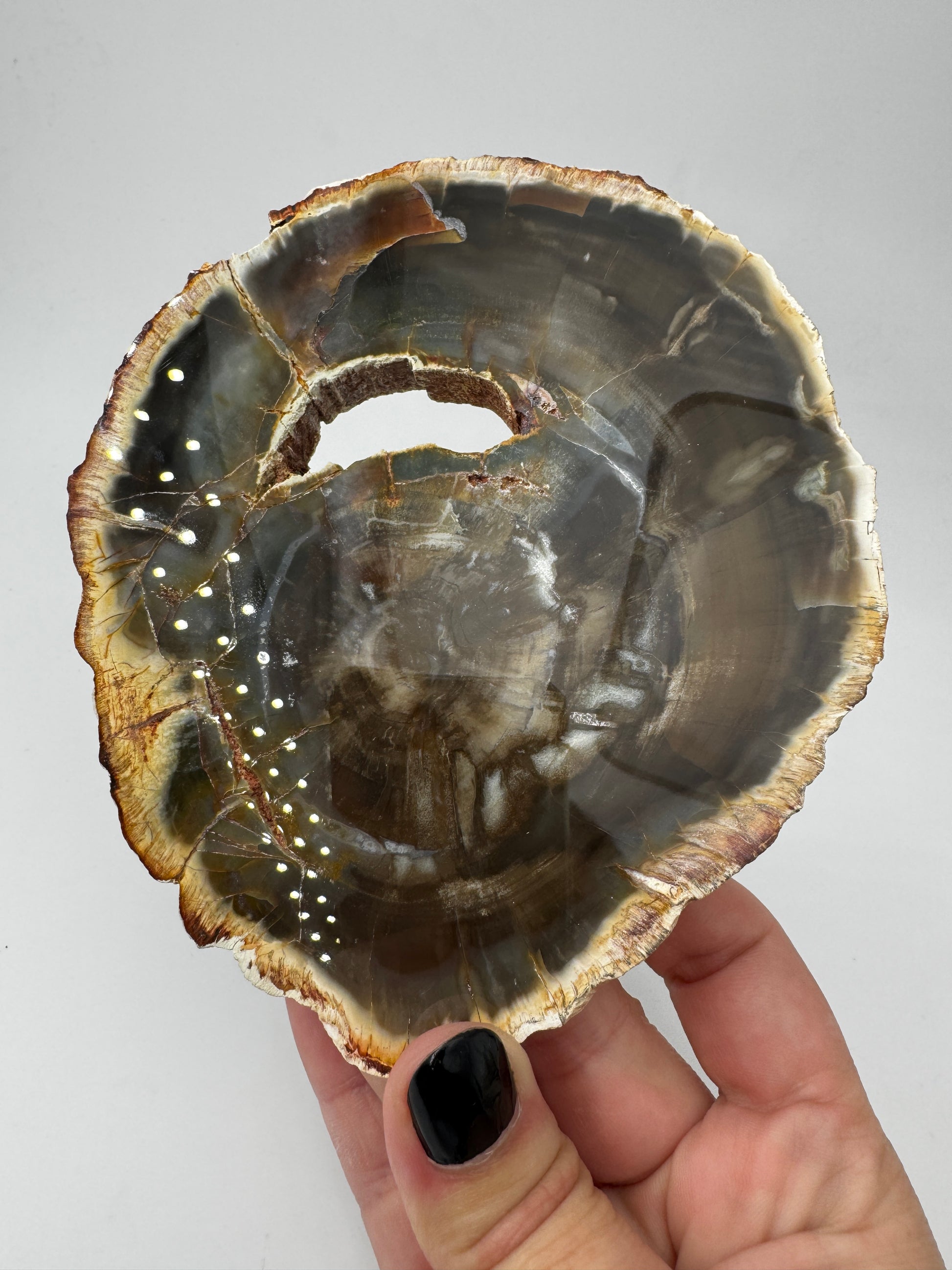 Polierter Anschliff aus versteinertem Holz aus Madagaskar mit sichtbarer fossiler Maserung und Zellstruktur, 13 × 11 × 1,4 cm.