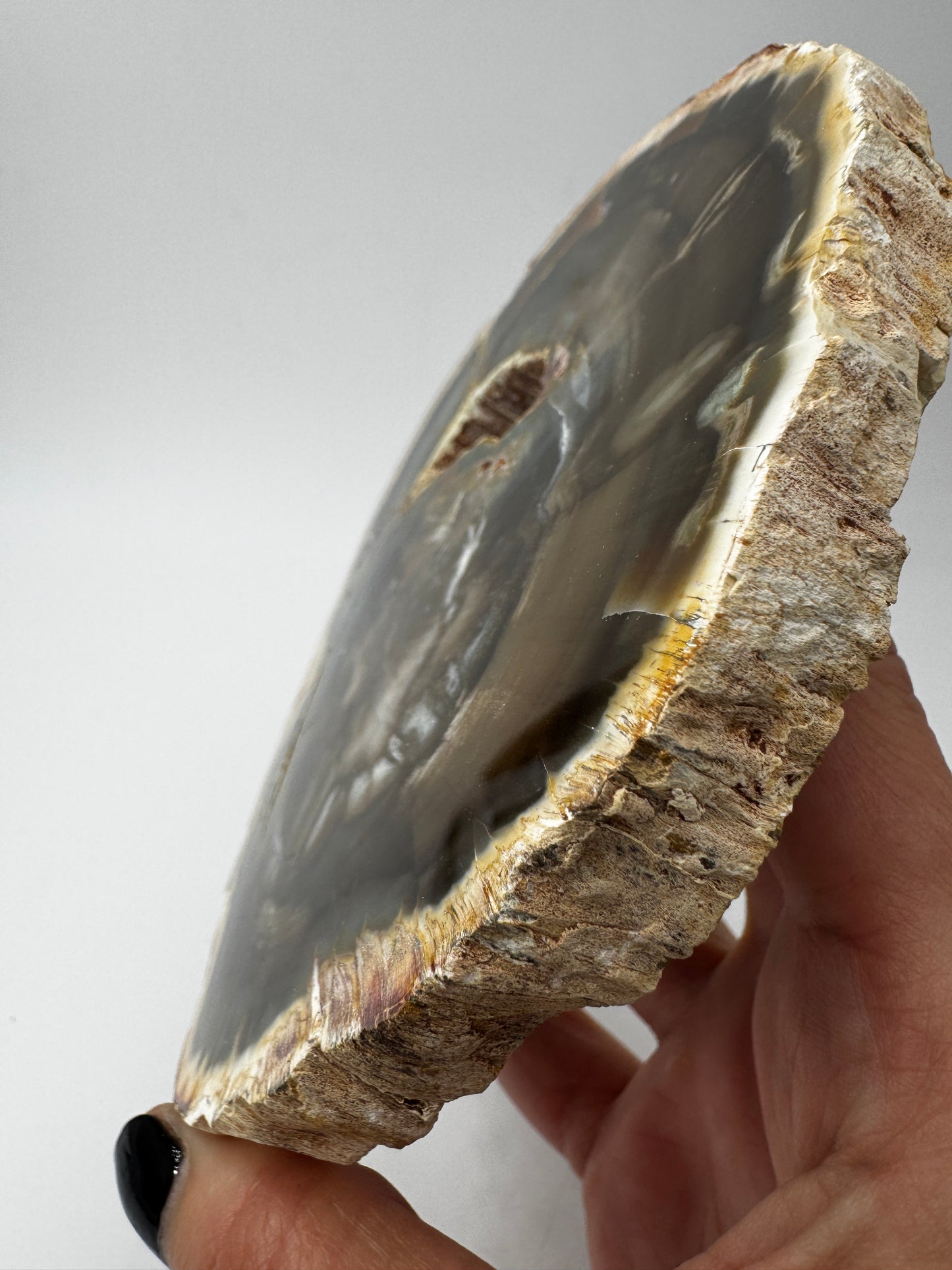 Polierter Anschliff aus versteinertem Holz aus Madagaskar mit sichtbarer fossiler Maserung und Zellstruktur, 13 × 11 × 1,4 cm.