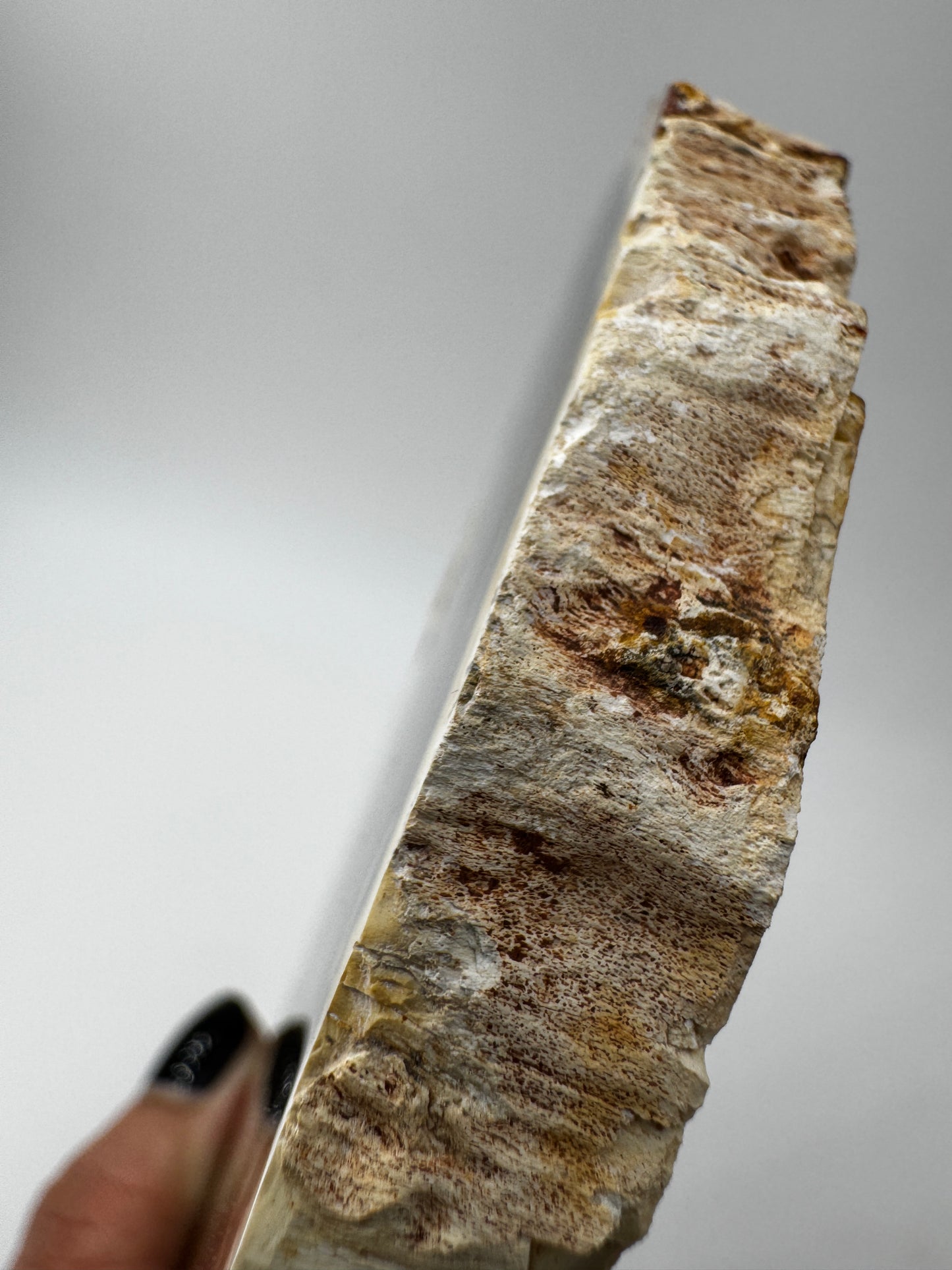 Polierter Anschliff aus versteinertem Holz aus Madagaskar mit sichtbarer fossiler Maserung und Zellstruktur, 13 × 11 × 1,4 cm.