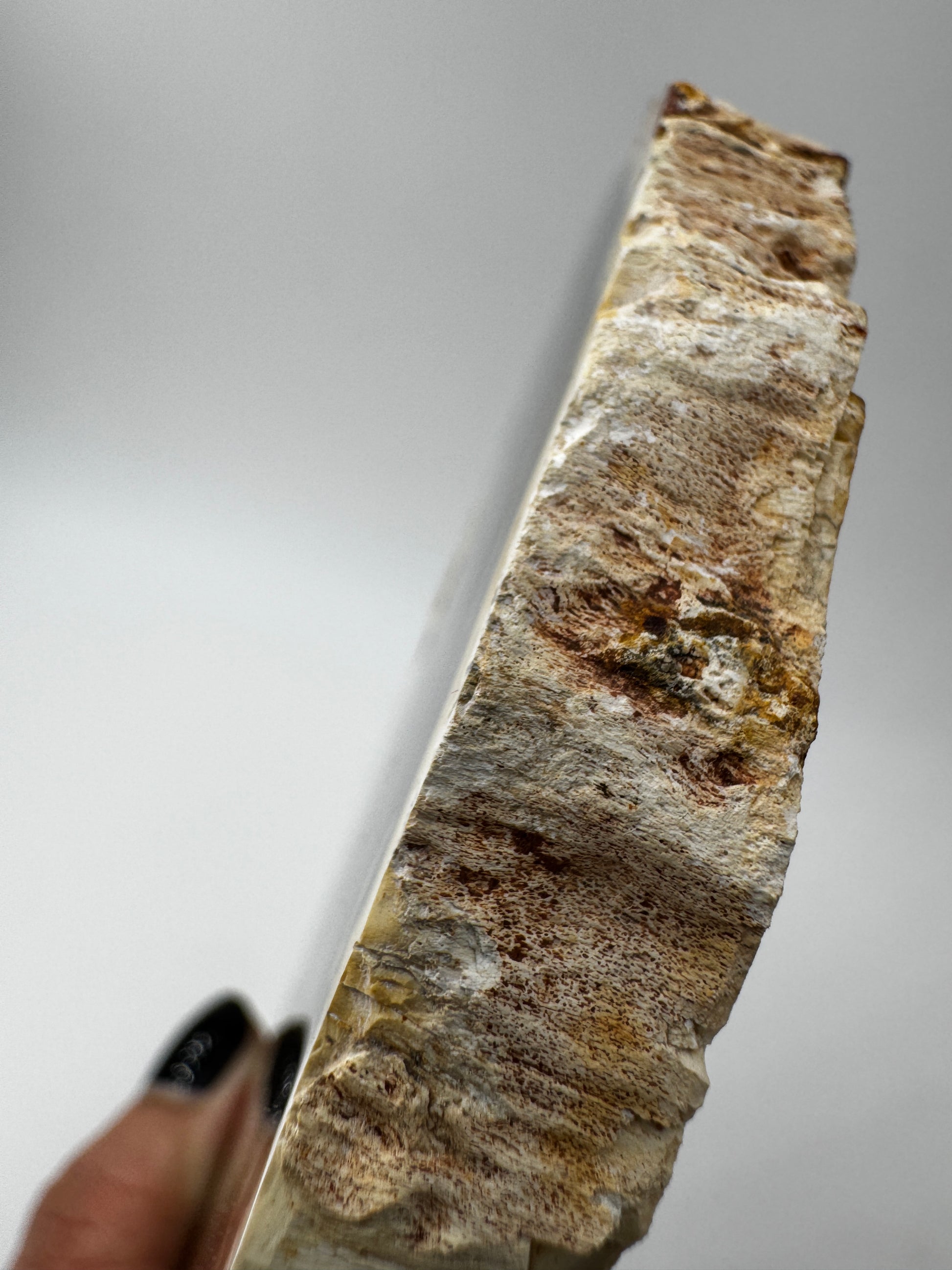 Polierter Anschliff aus versteinertem Holz aus Madagaskar mit sichtbarer fossiler Maserung und Zellstruktur, 13 × 11 × 1,4 cm.