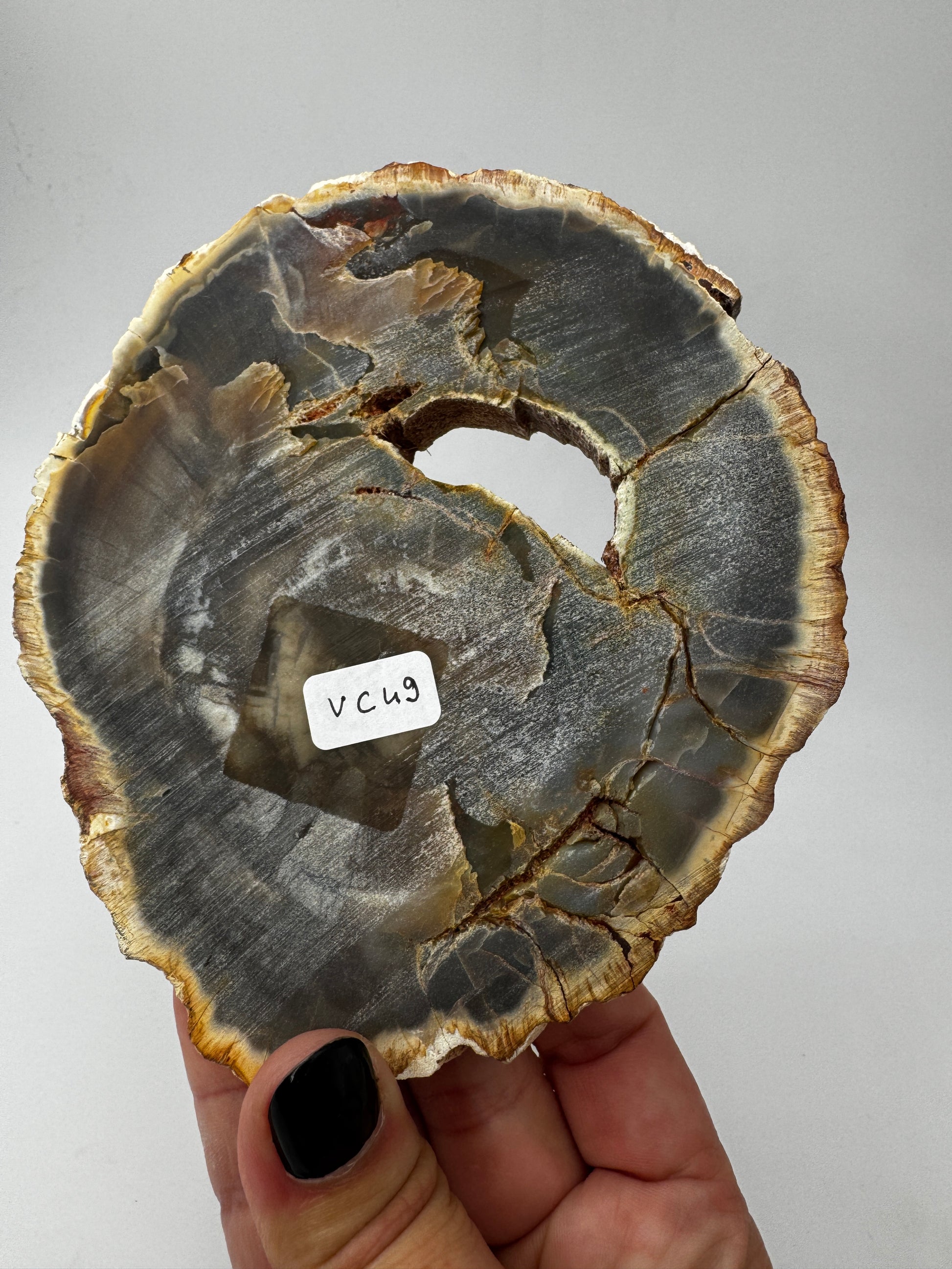 Polierter Anschliff aus versteinertem Holz aus Madagaskar mit sichtbarer fossiler Maserung und Zellstruktur, 13 × 11 × 1,4 cm.
