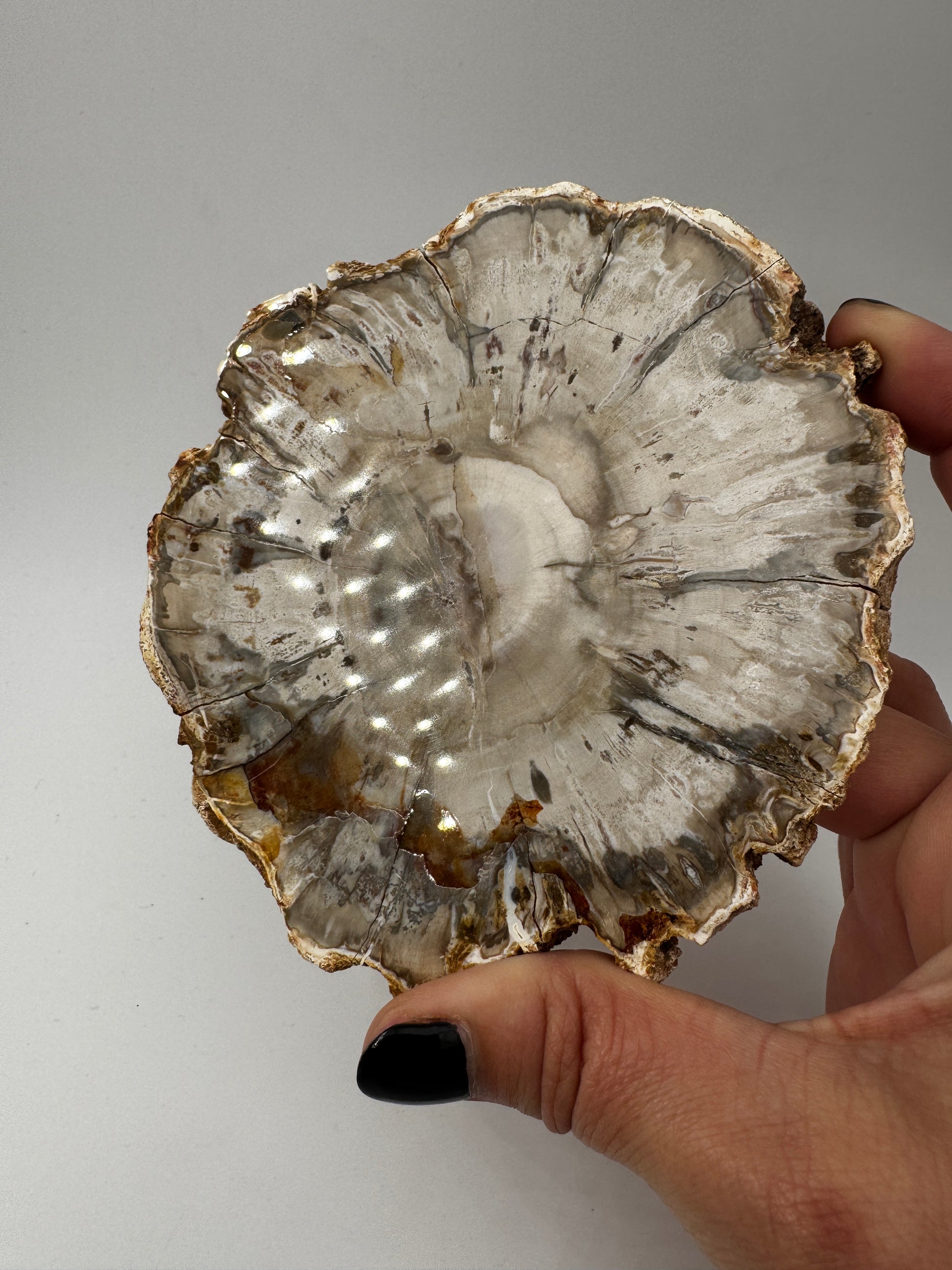 Polierter Anschliff aus versteinertem Holz aus Madagaskar mit sichtbarer fossiler Maserung und Zellstruktur, 11,6 × 10,4 × 1,1 cm.