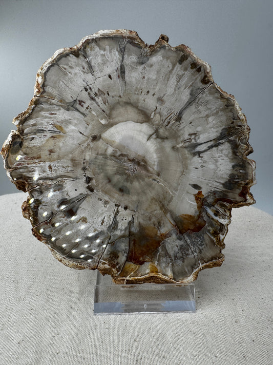 Polierter Anschliff aus versteinertem Holz aus Madagaskar mit sichtbarer fossiler Maserung und Zellstruktur, 11,6 × 10,4 × 1,1 cm.