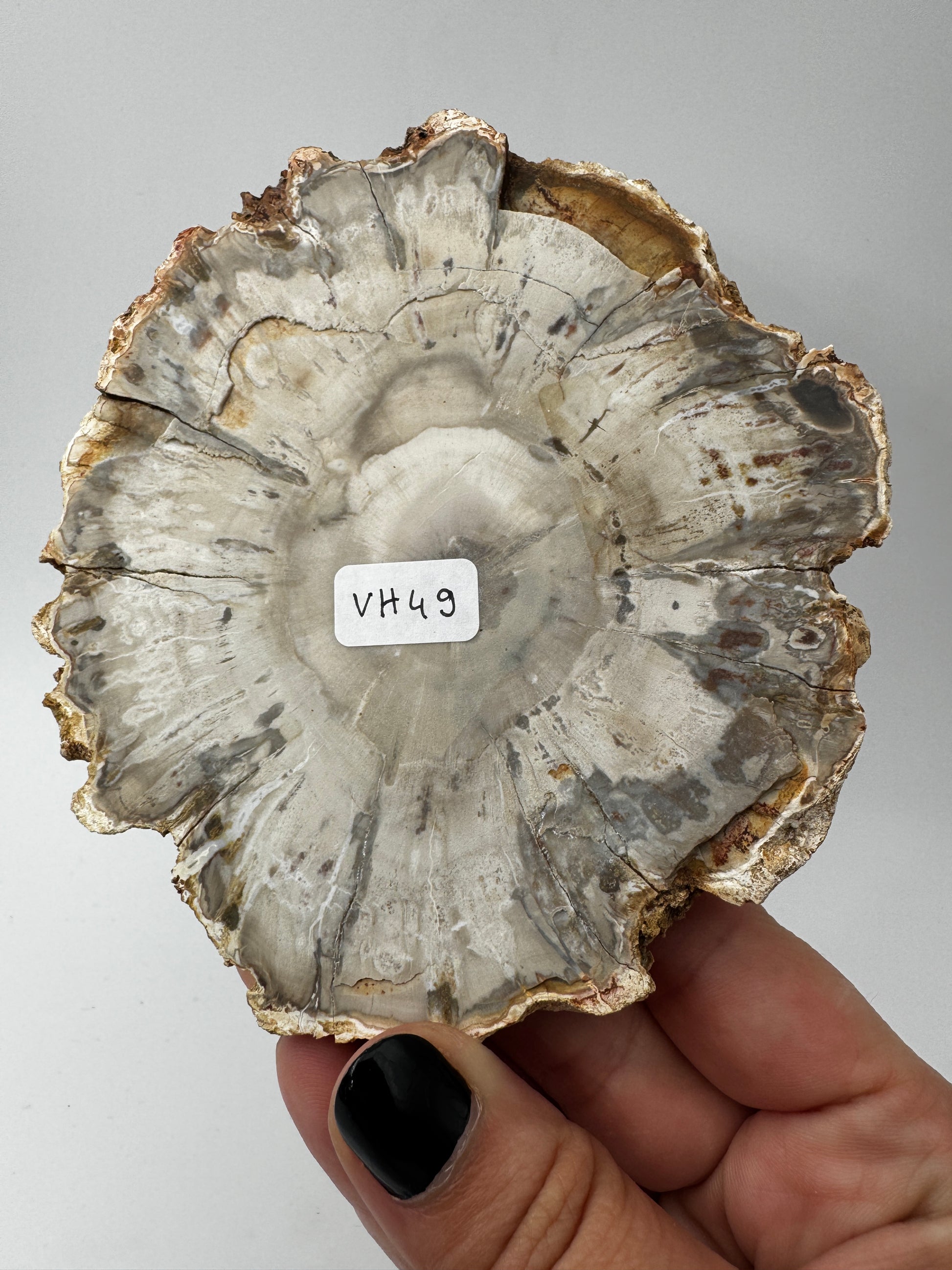 Polierter Anschliff aus versteinertem Holz aus Madagaskar mit sichtbarer fossiler Maserung und Zellstruktur, 11,6 × 10,4 × 1,1 cm.