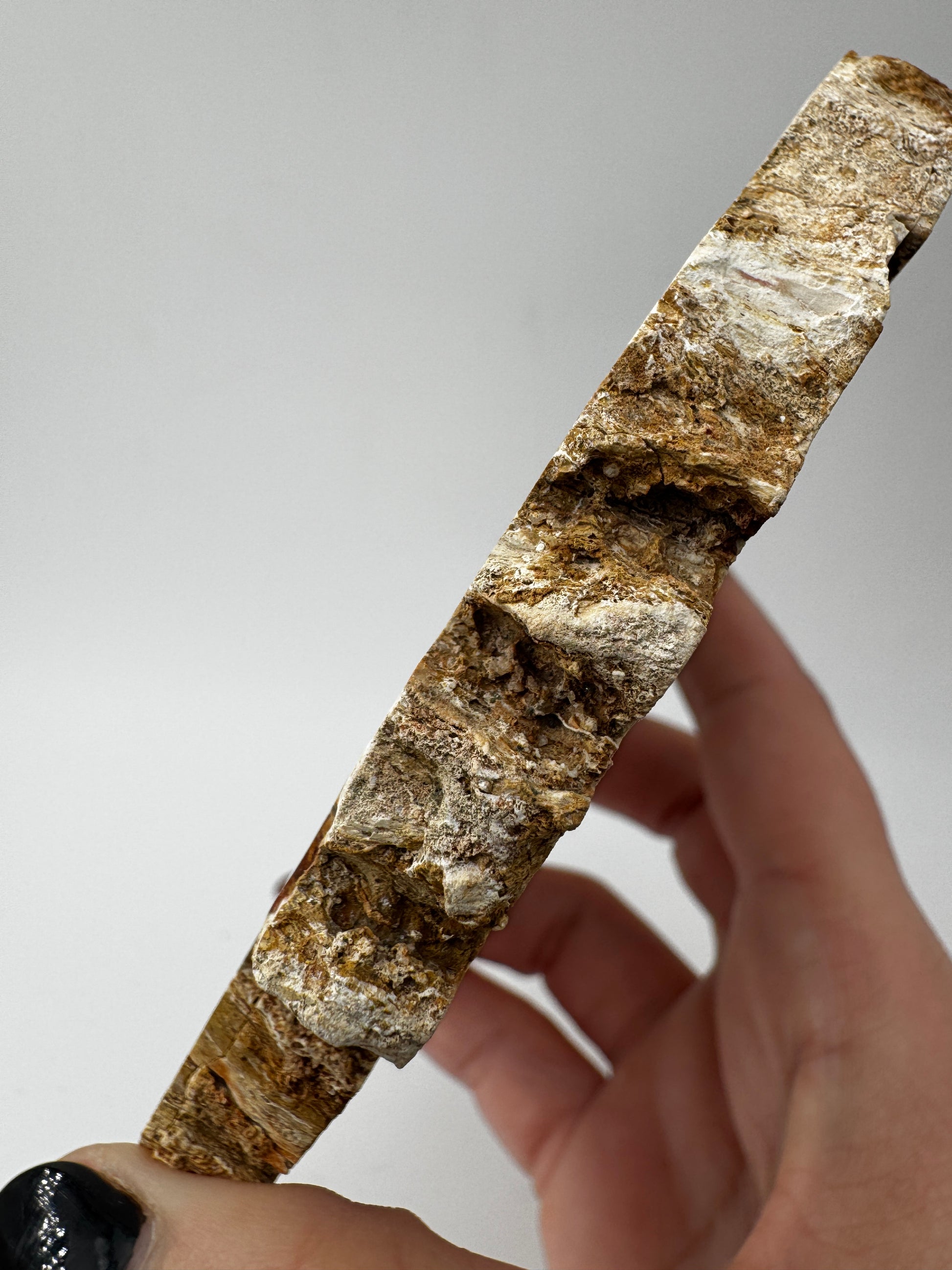 Polierter Anschliff aus versteinertem Holz aus Madagaskar mit sichtbarer fossiler Maserung und Zellstruktur, 11,6 × 10,4 × 1,1 cm.