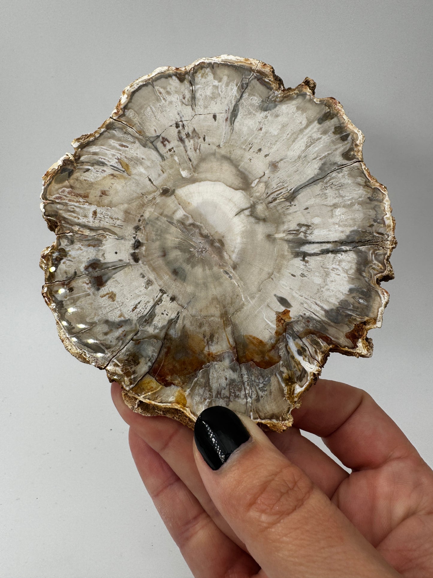 Polierter Anschliff aus versteinertem Holz aus Madagaskar mit sichtbarer fossiler Maserung und Zellstruktur, 11,6 × 10,4 × 1,1 cm.