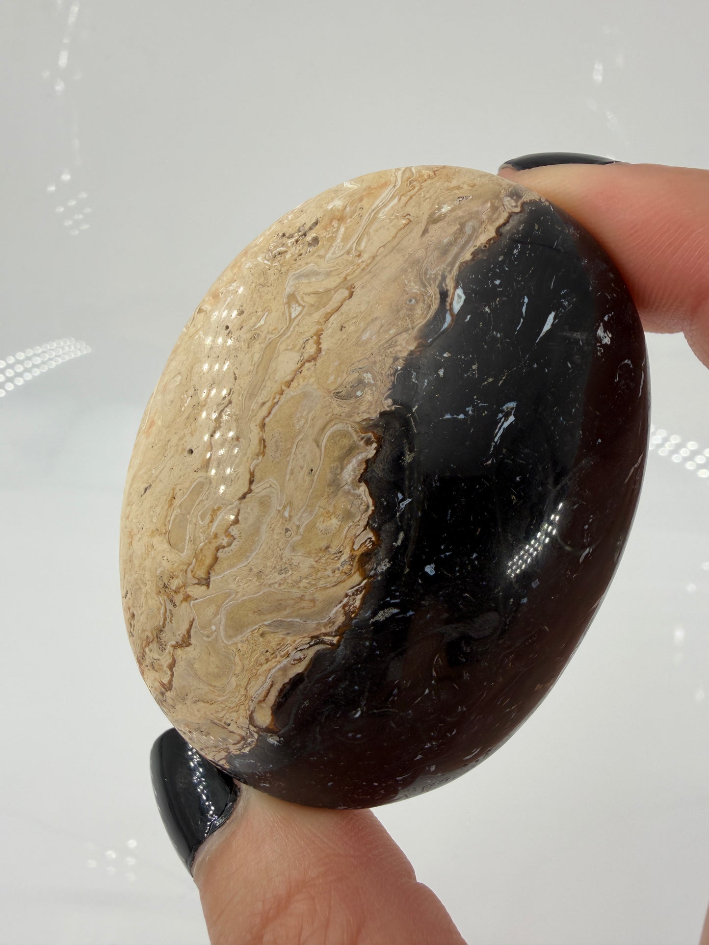 Ein glatt polierter Handstein aus versteinerter Palmenwurzel mit markanten, dunklen Punktstrukturen in einer beige-braunen Matrix.