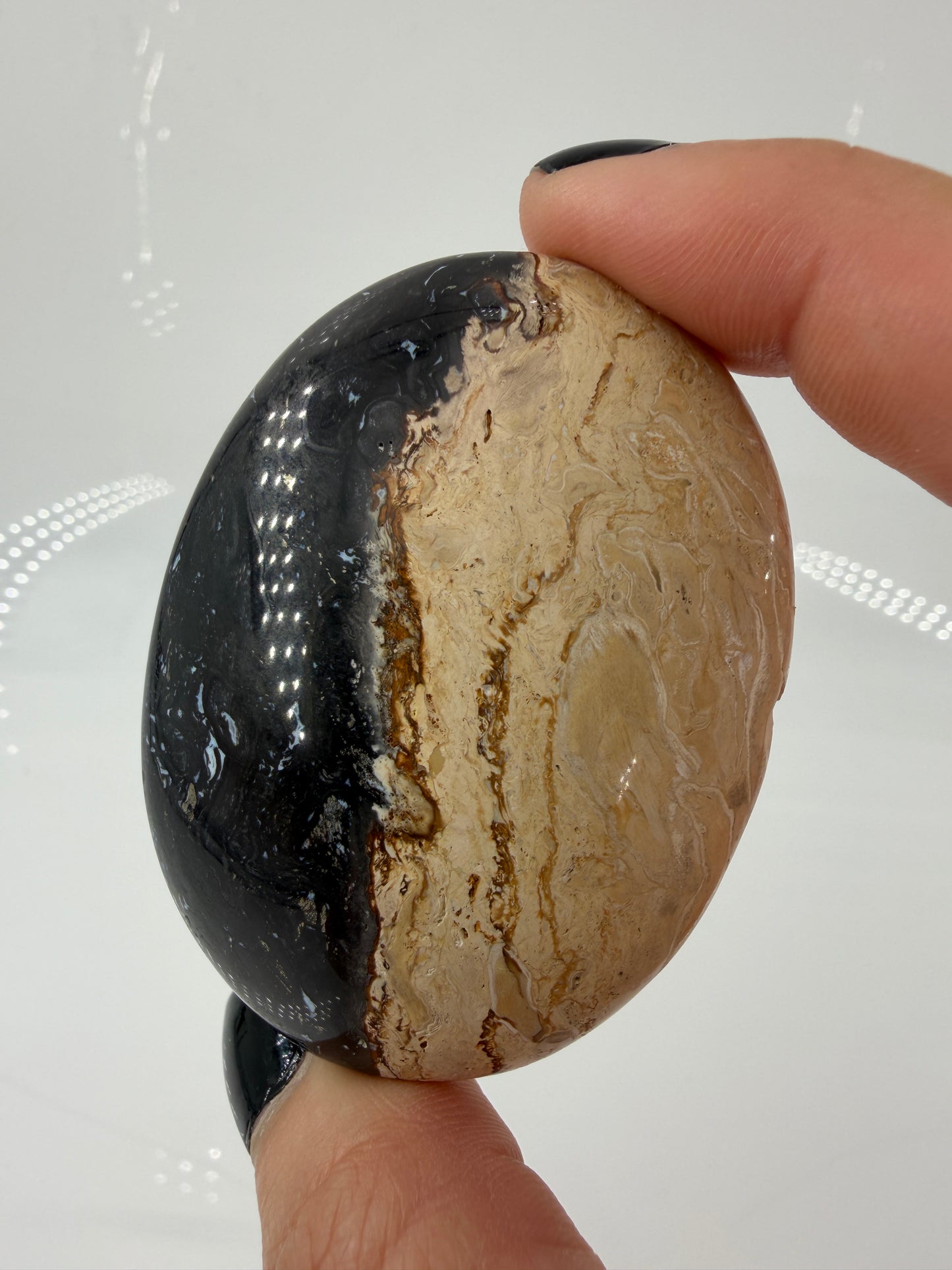 Ein glatt polierter Handstein aus versteinerter Palmenwurzel mit markanten, dunklen Punktstrukturen in einer beige-braunen Matrix.