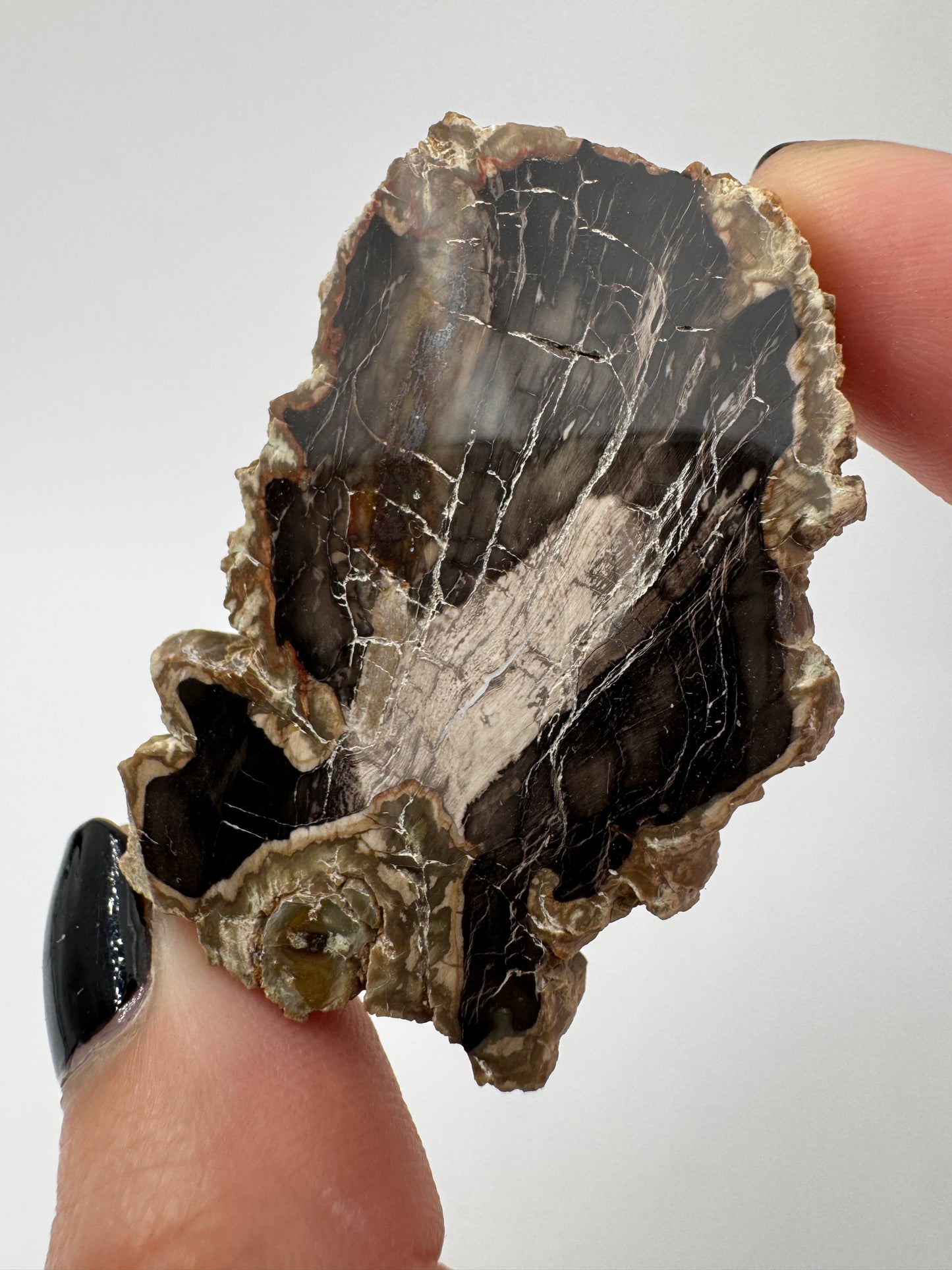 Versteinertes Holz VE9