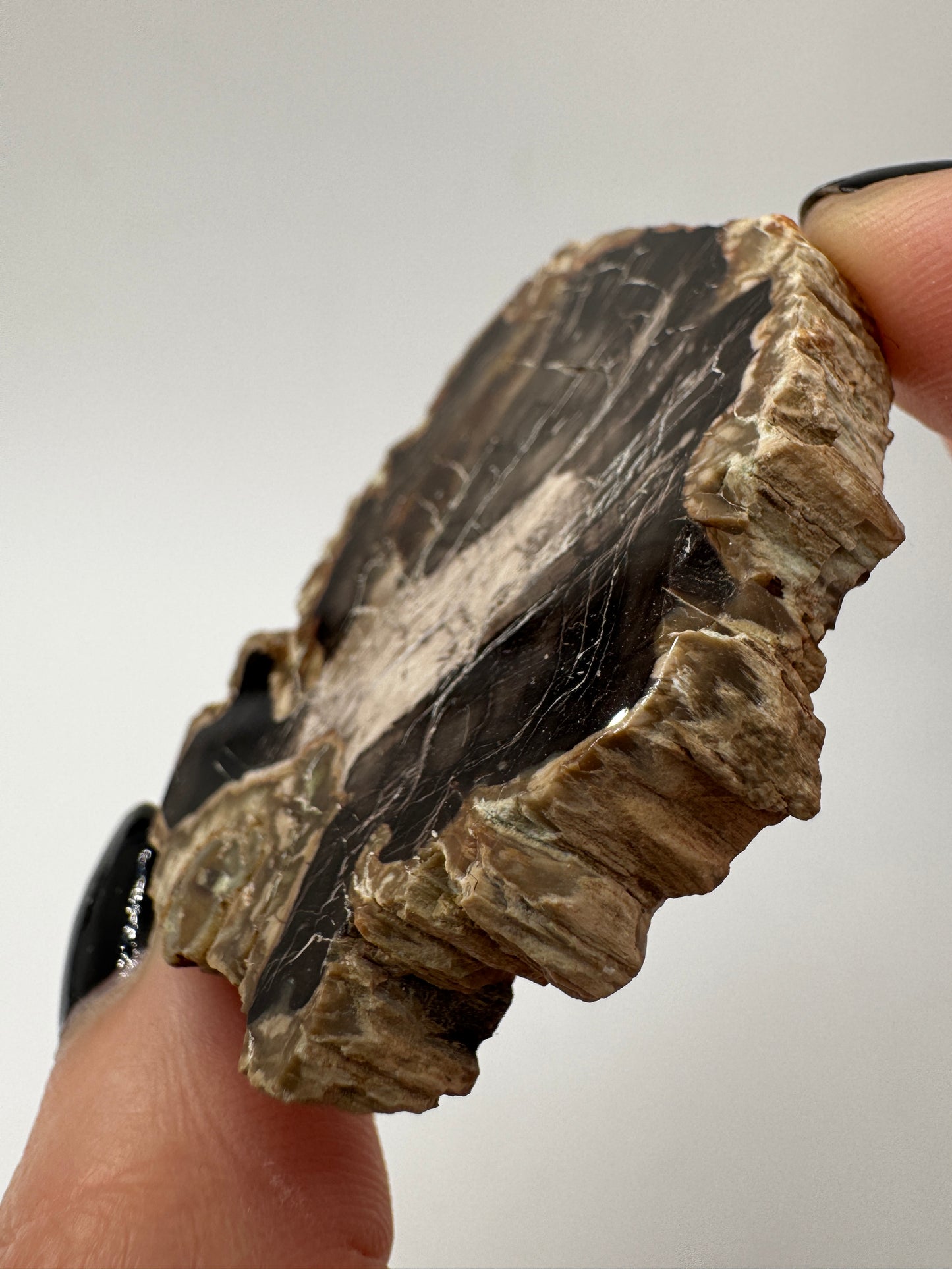 Versteinertes Holz VE9