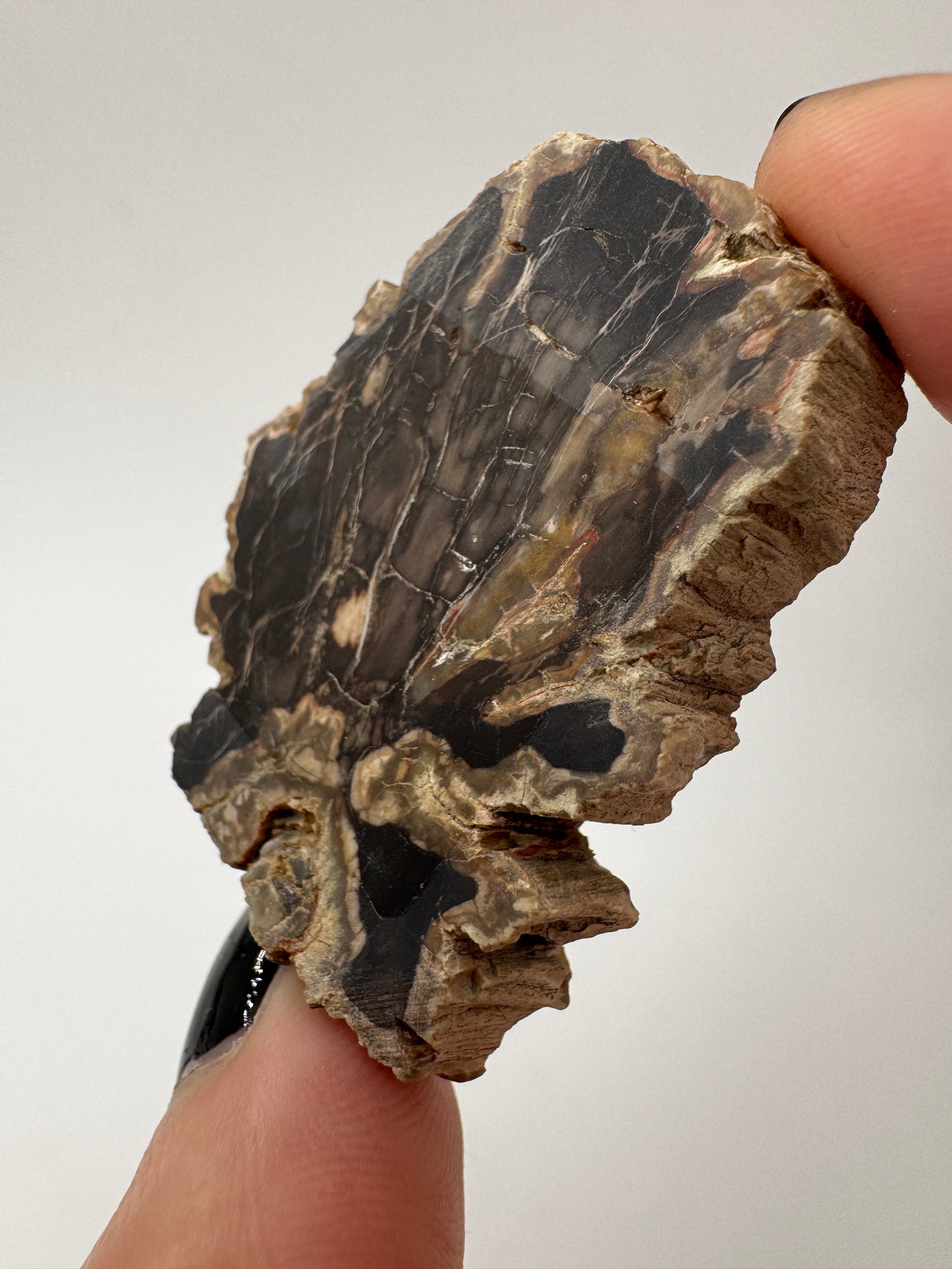 Versteinertes Holz VE9