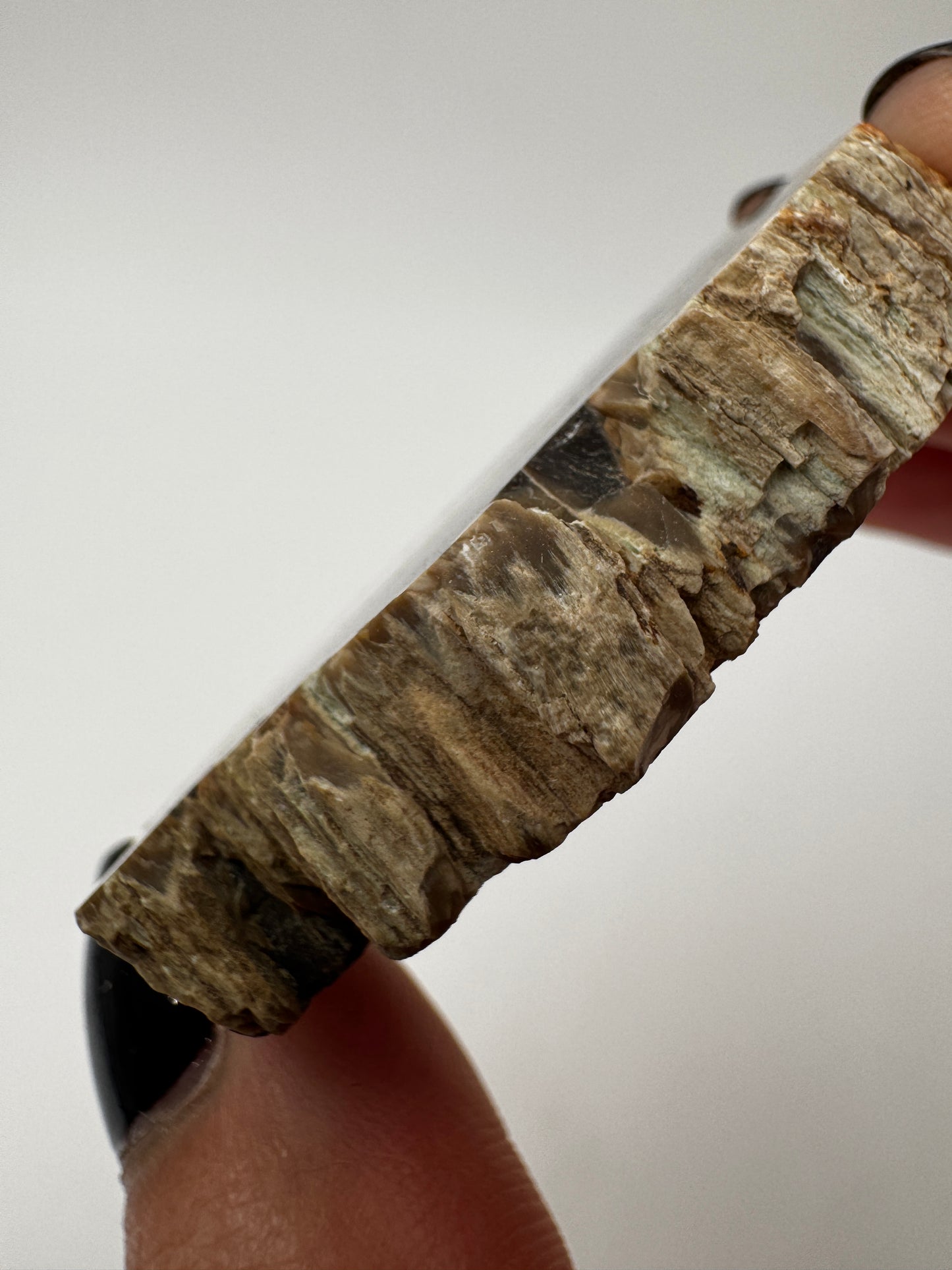 Versteinertes Holz VE9