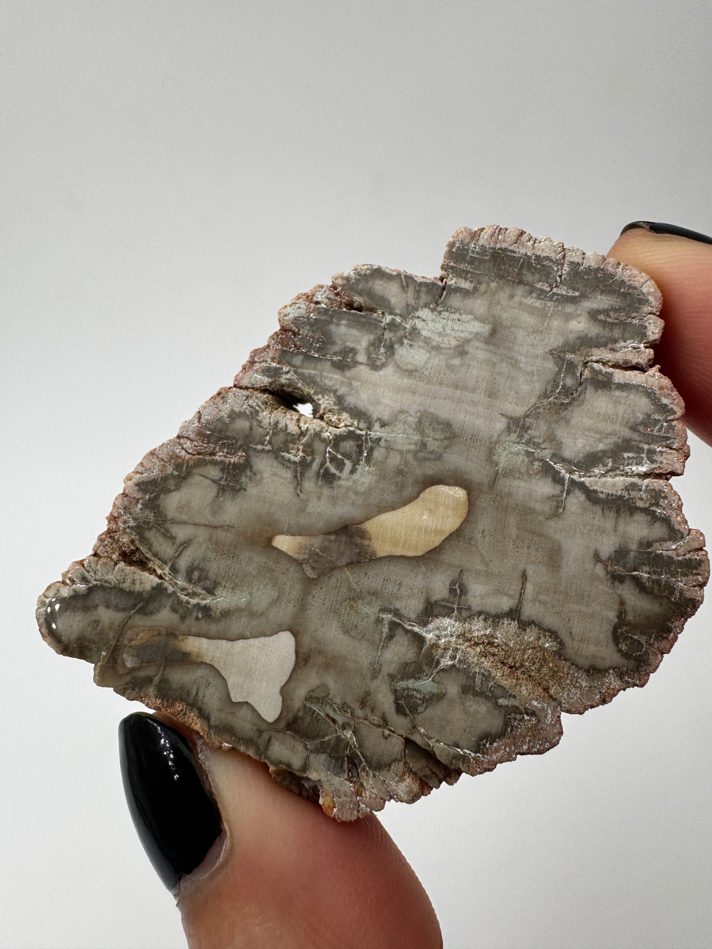 Versteinertes Holz VC9
