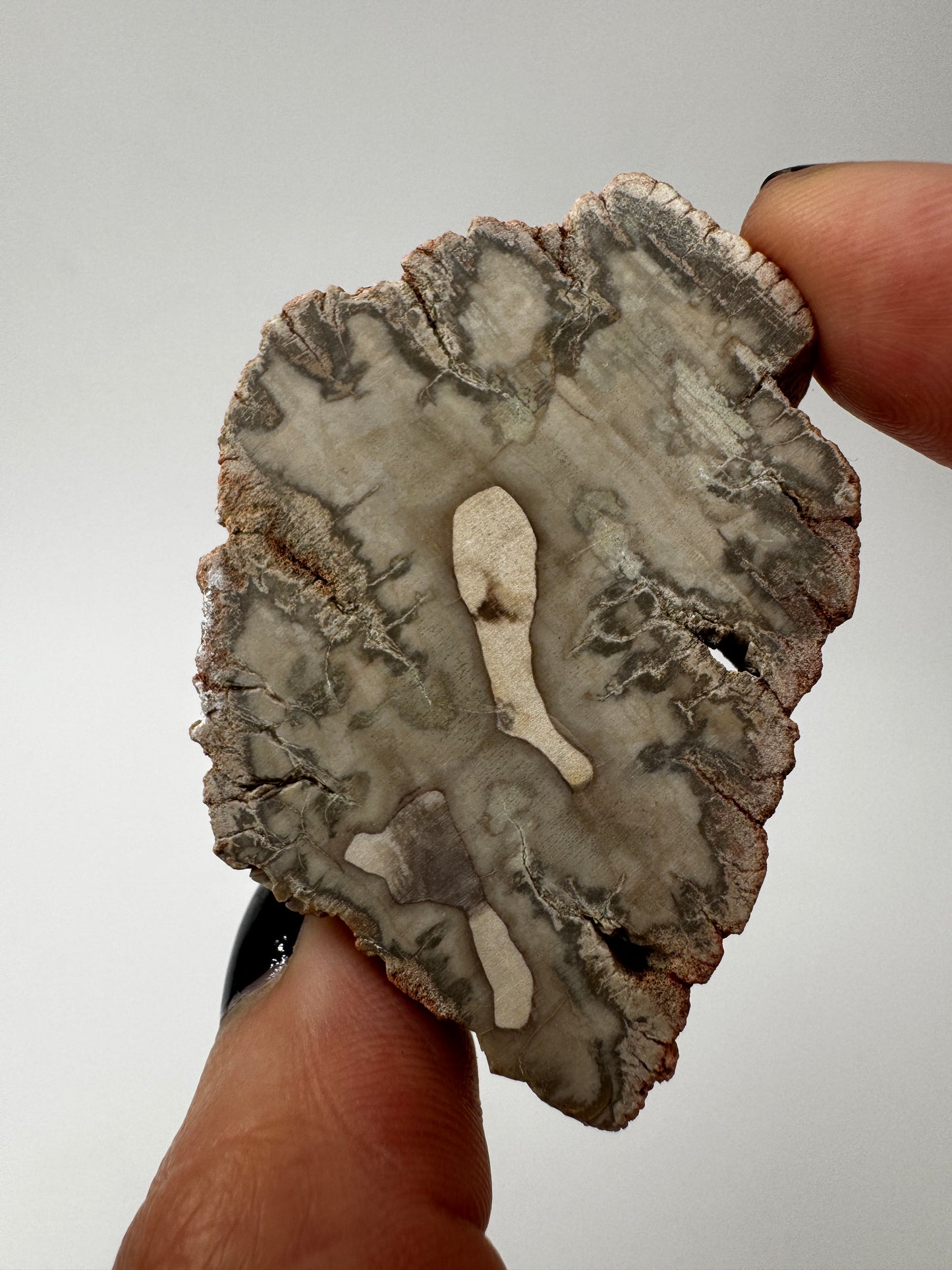 Versteinertes Holz VC9