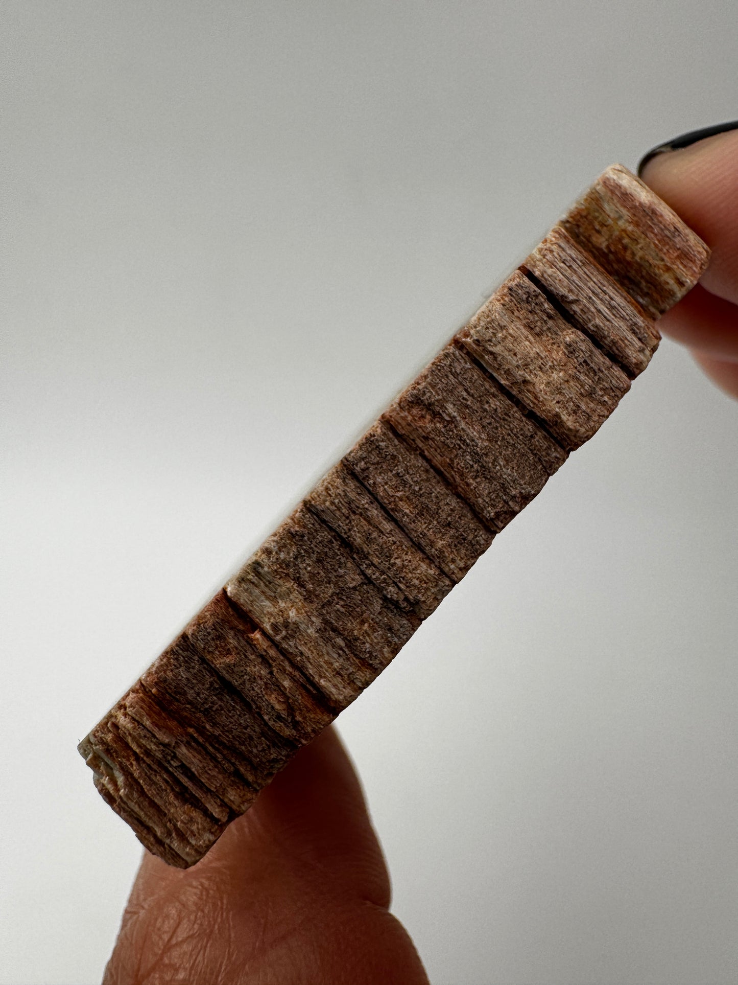 Versteinertes Holz VC9