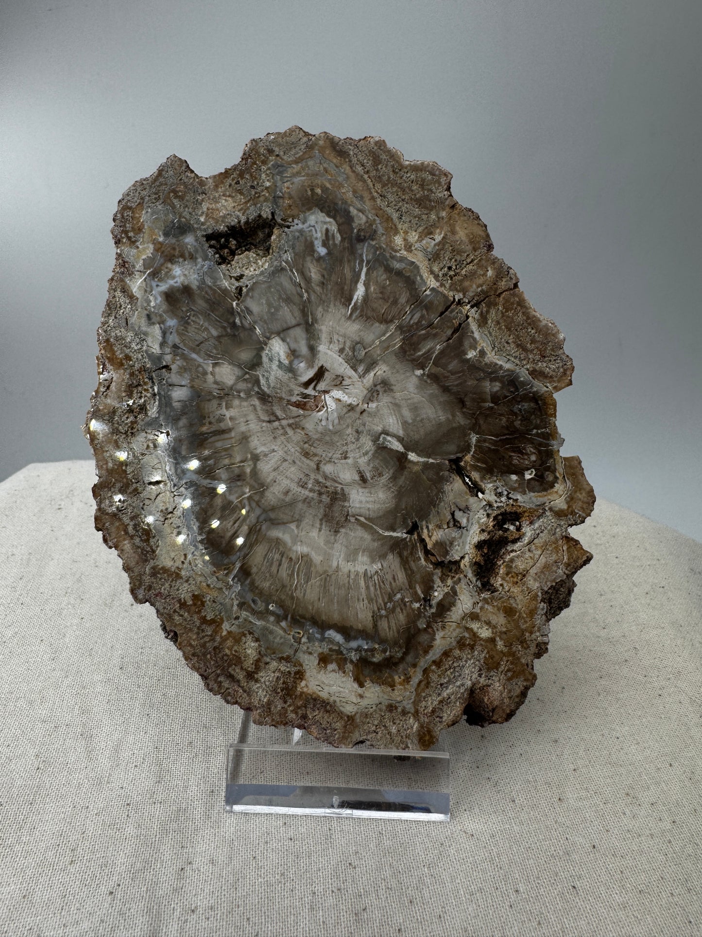 Versteinertes Holz VB49