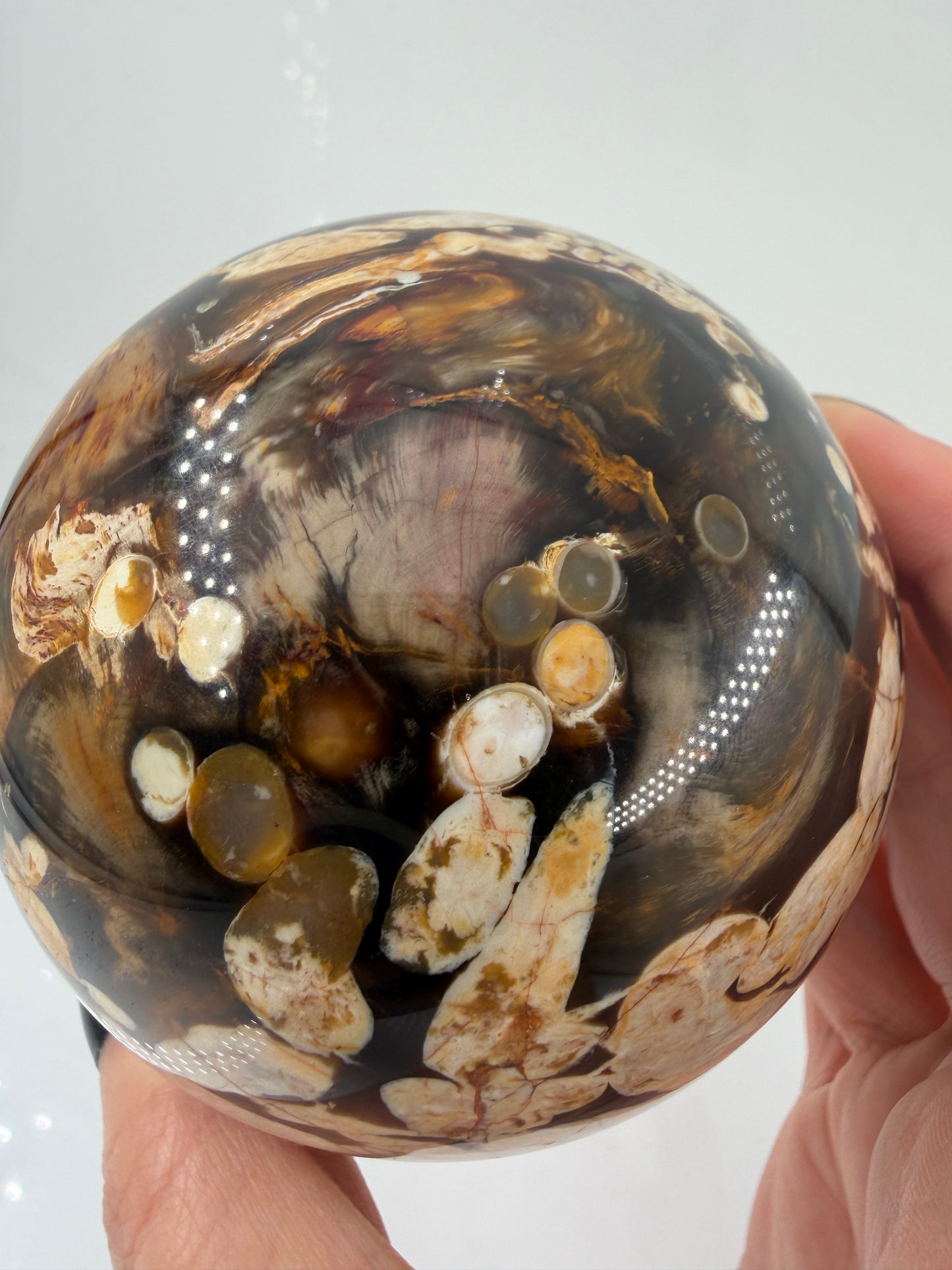 Versteinerte Holz Kugel PJ145