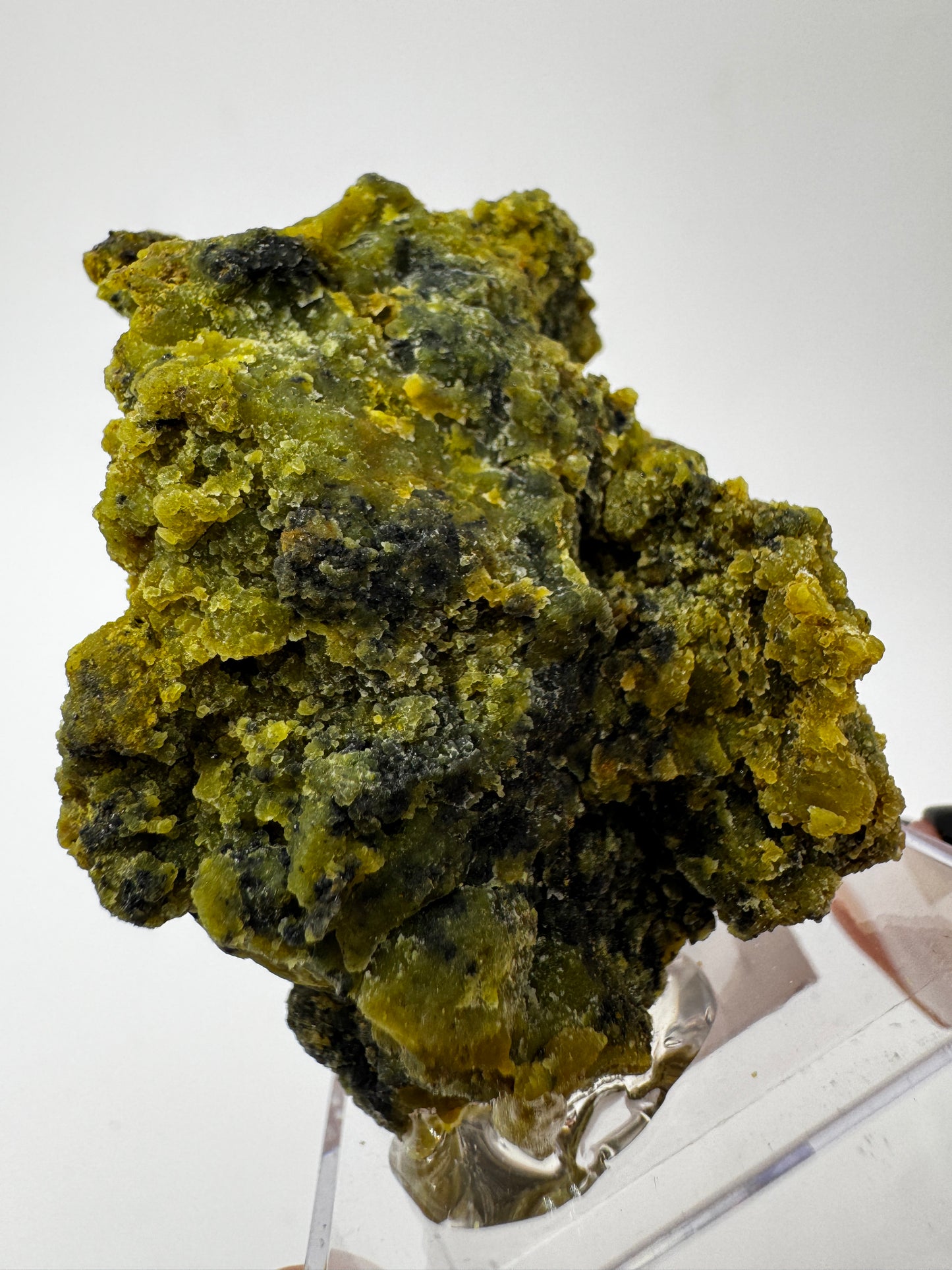 Kiwiopal KO24
