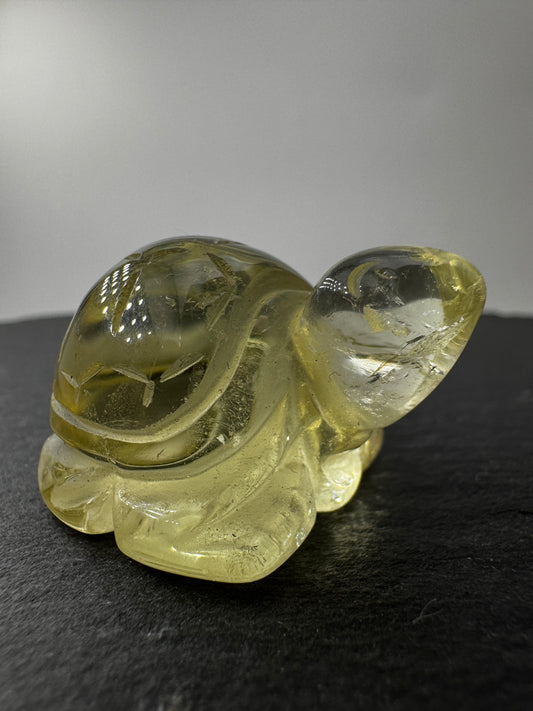 Citrin Schildkröte A30