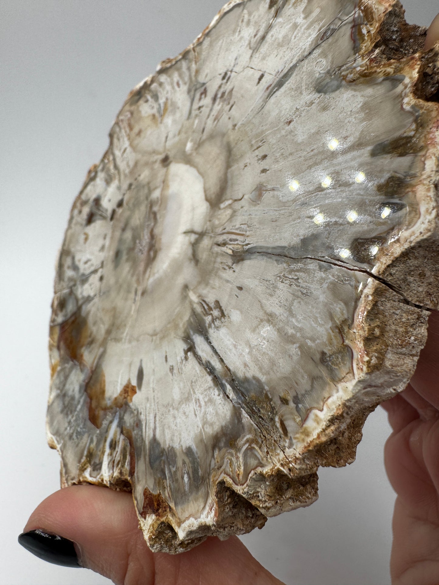 Polierter Anschliff aus versteinertem Holz aus Madagaskar mit sichtbarer fossiler Maserung und Zellstruktur, 11,6 × 10,4 × 1,1 cm.