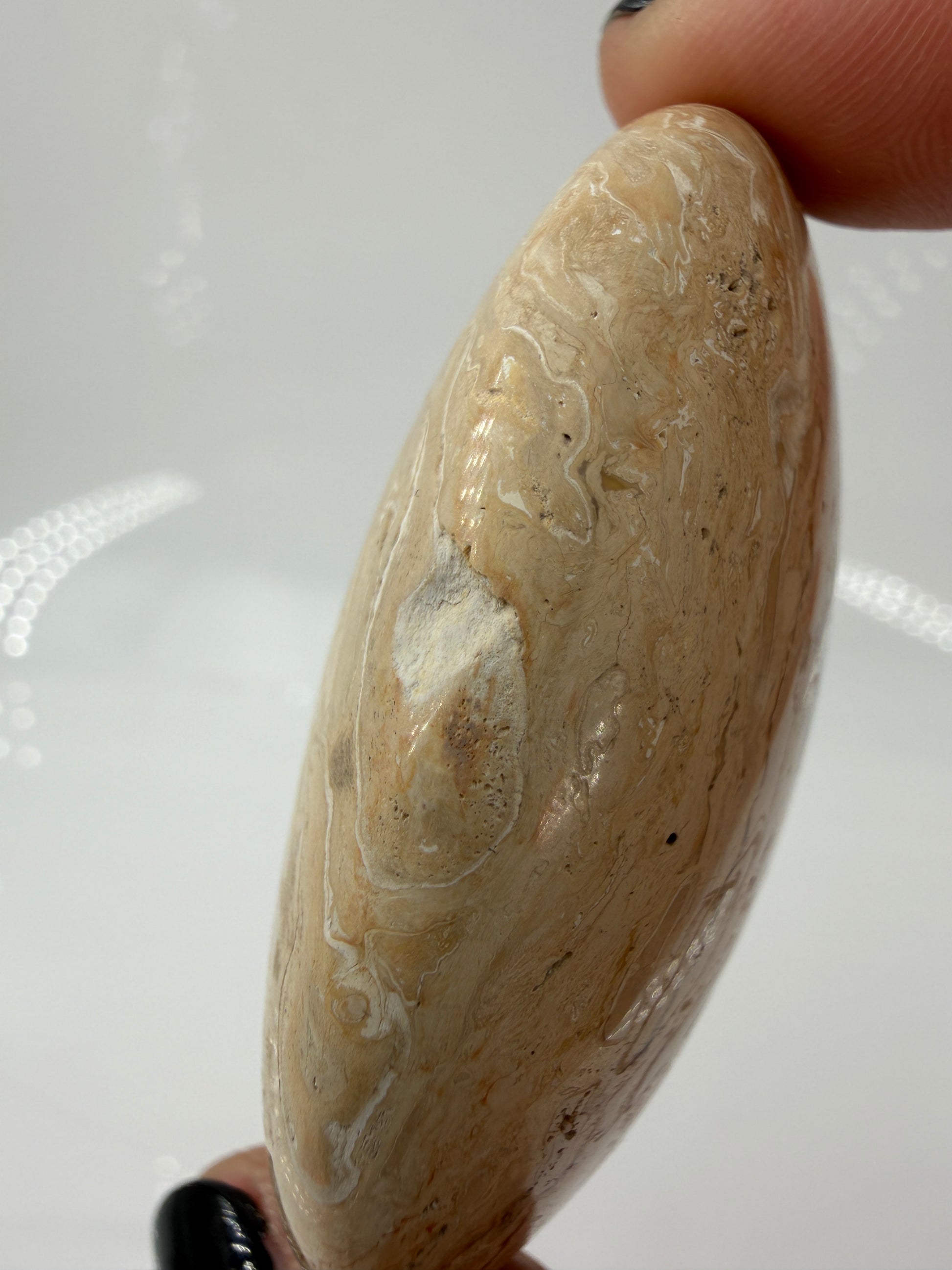 Nahaufnahme der kleinen Macke an dem Palmenwurzel Handstein.