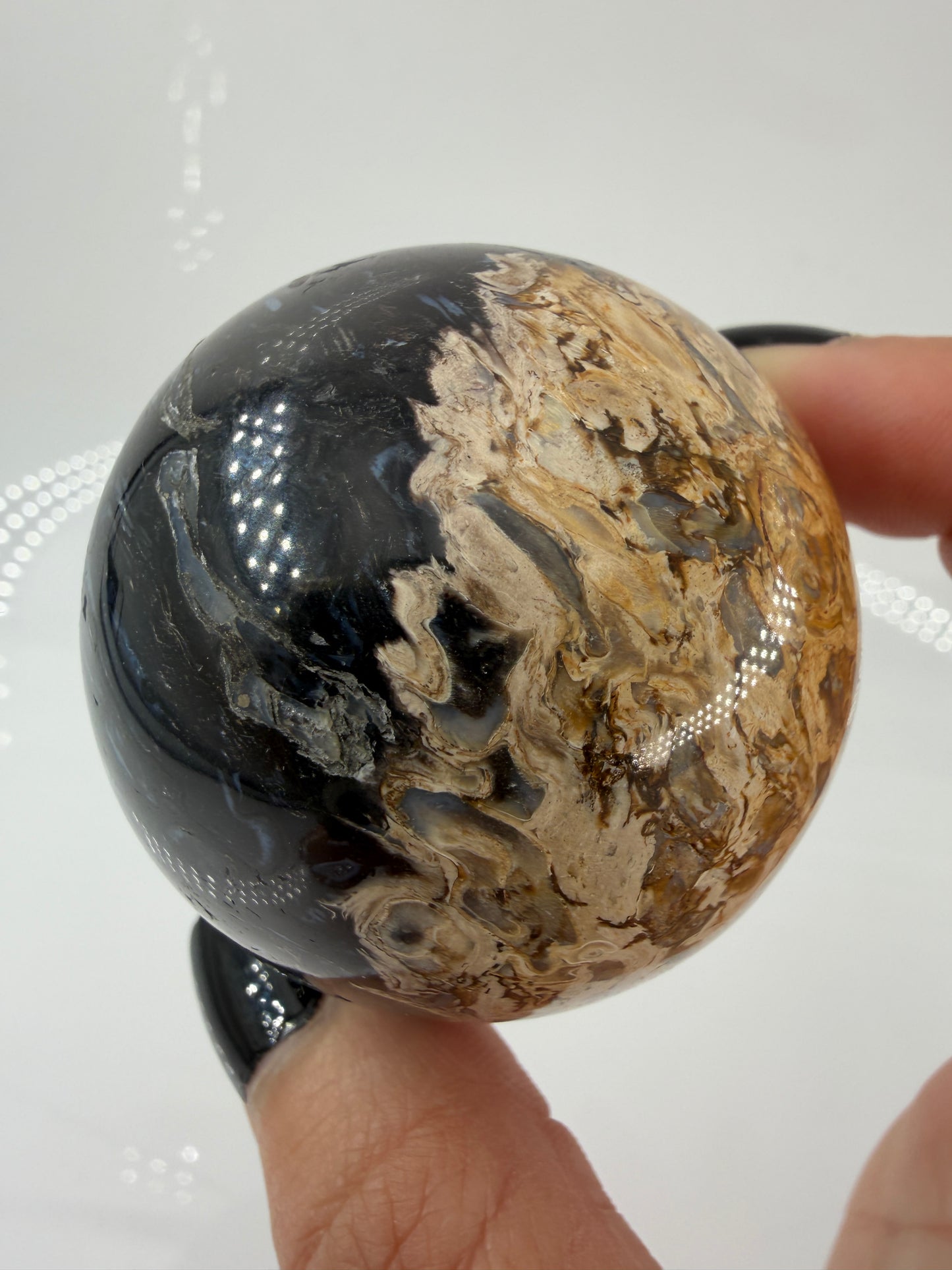 Eine  Kugel aus versteinerter Palmenwurzel mit charakteristischem Strukturmuster in wärmenden Erd- und Beigetönen.