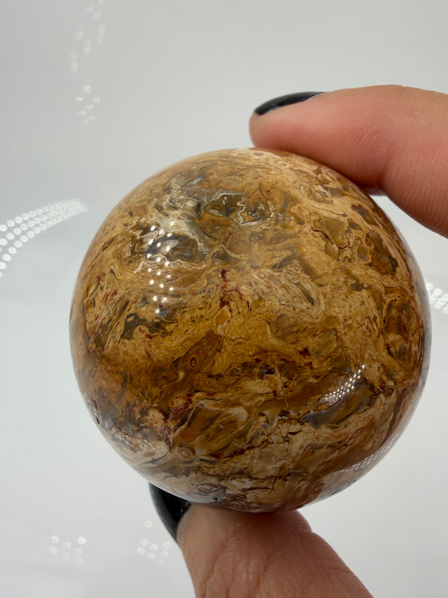 Eine  Kugel aus versteinerter Palmenwurzel mit charakteristischem Strukturmuster in wärmenden Erd- und Beigetönen.