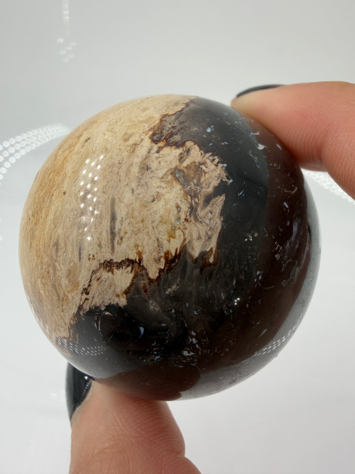 Eine Kugel aus versteinerter Palmenwurzel mit charakteristischem Strukturmuster in wärmenden Erd- und Beigetönen.