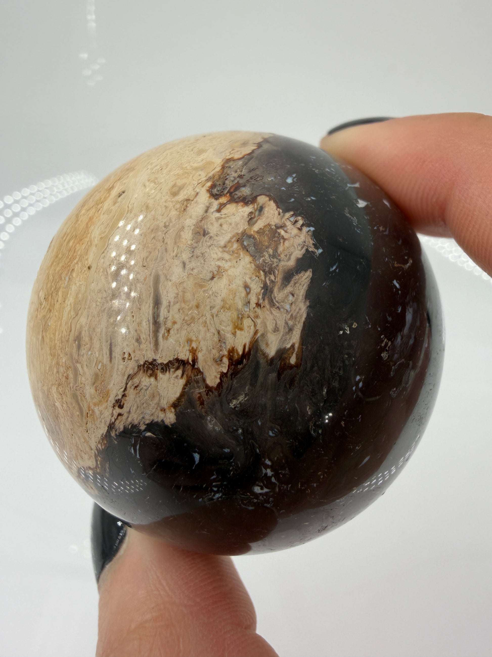 Eine Kugel aus versteinerter Palmenwurzel mit charakteristischem Strukturmuster in wärmenden Erd- und Beigetönen.