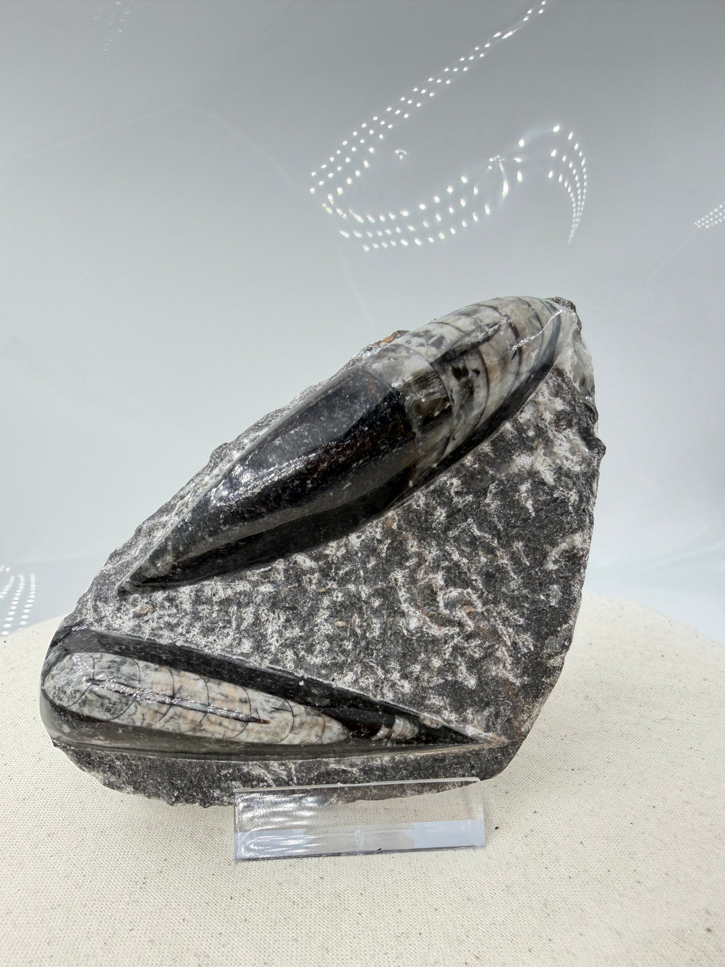 Angeschliffene Orthocera OR12 – Fossil mit sichtbaren Kammern, 11,8 × 7,6 cm