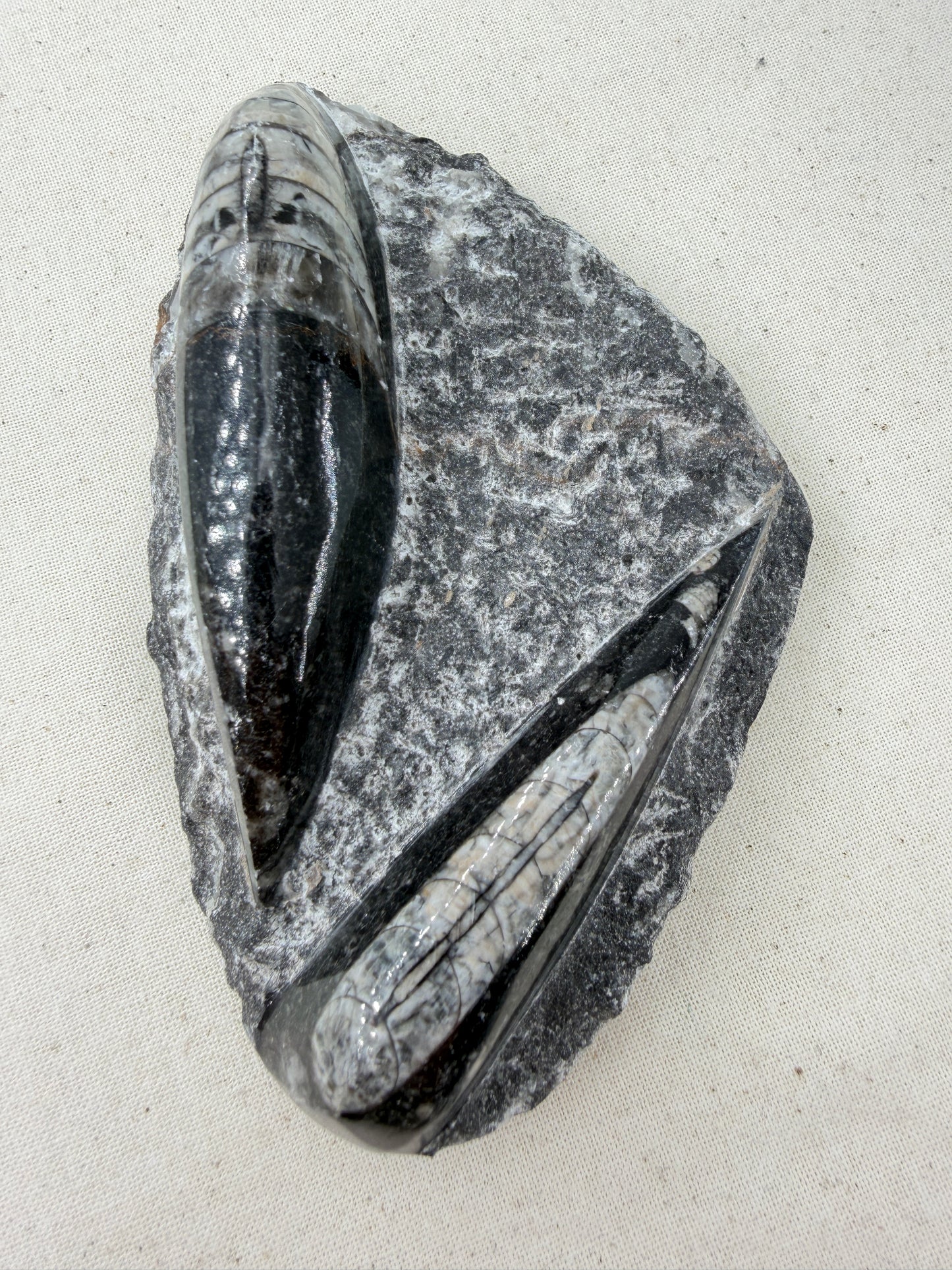 Angeschliffene Orthocera OR12 – Fossil mit sichtbaren Kammern, 11,8 × 7,6 cm