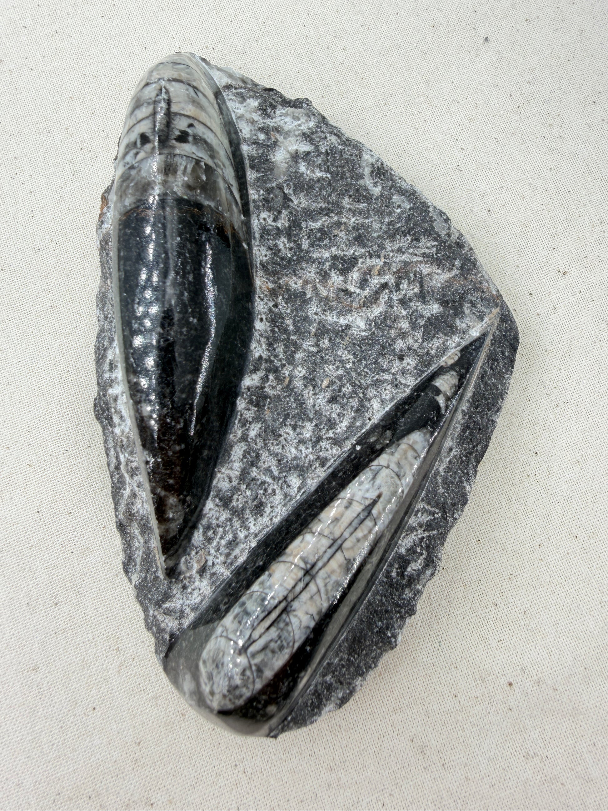 Angeschliffene Orthocera OR12 – Fossil mit sichtbaren Kammern, 11,8 × 7,6 cm