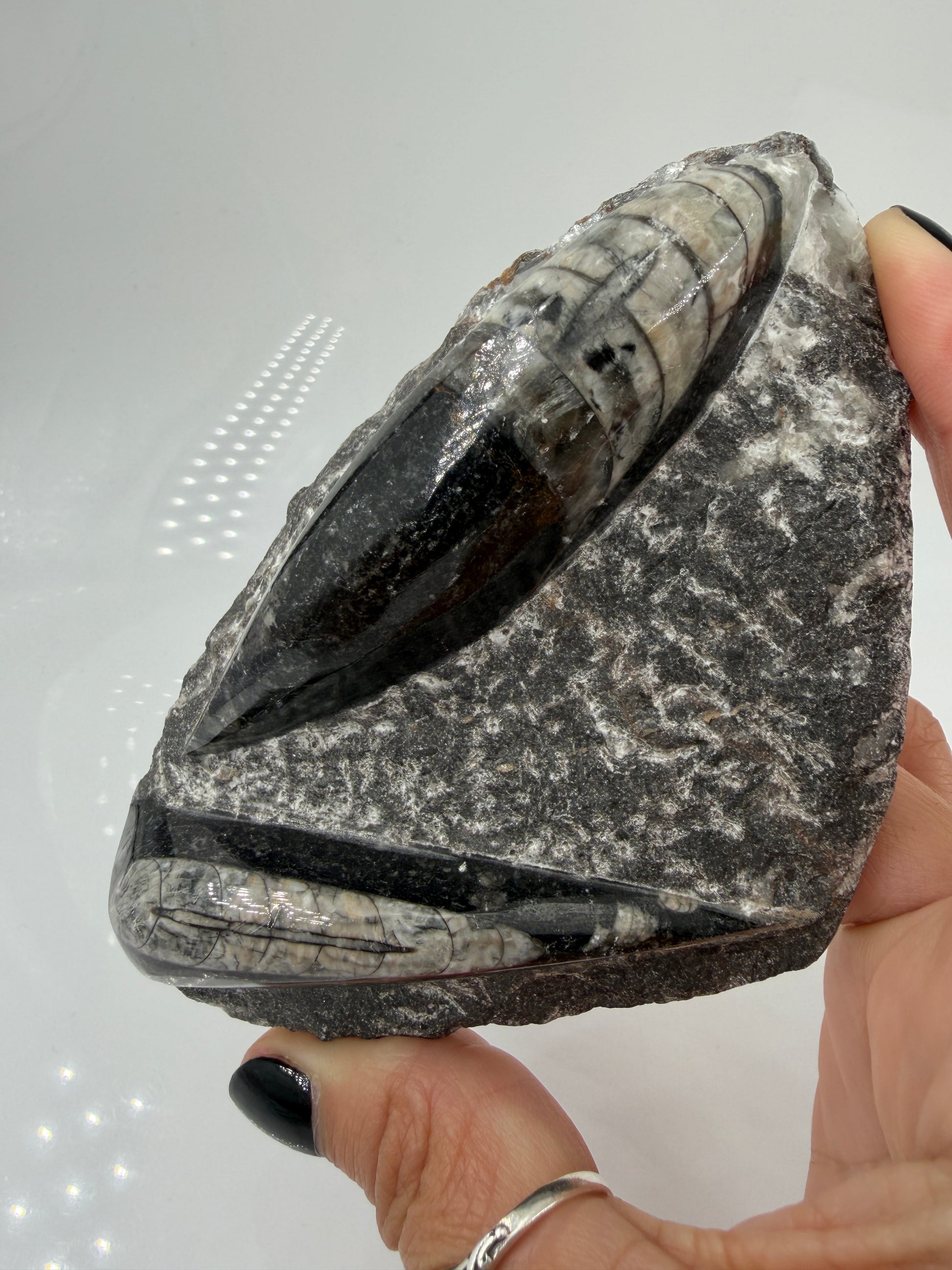 Angeschliffene Orthocera OR12 – Fossil mit sichtbaren Kammern, 11,8 × 7,6 cm