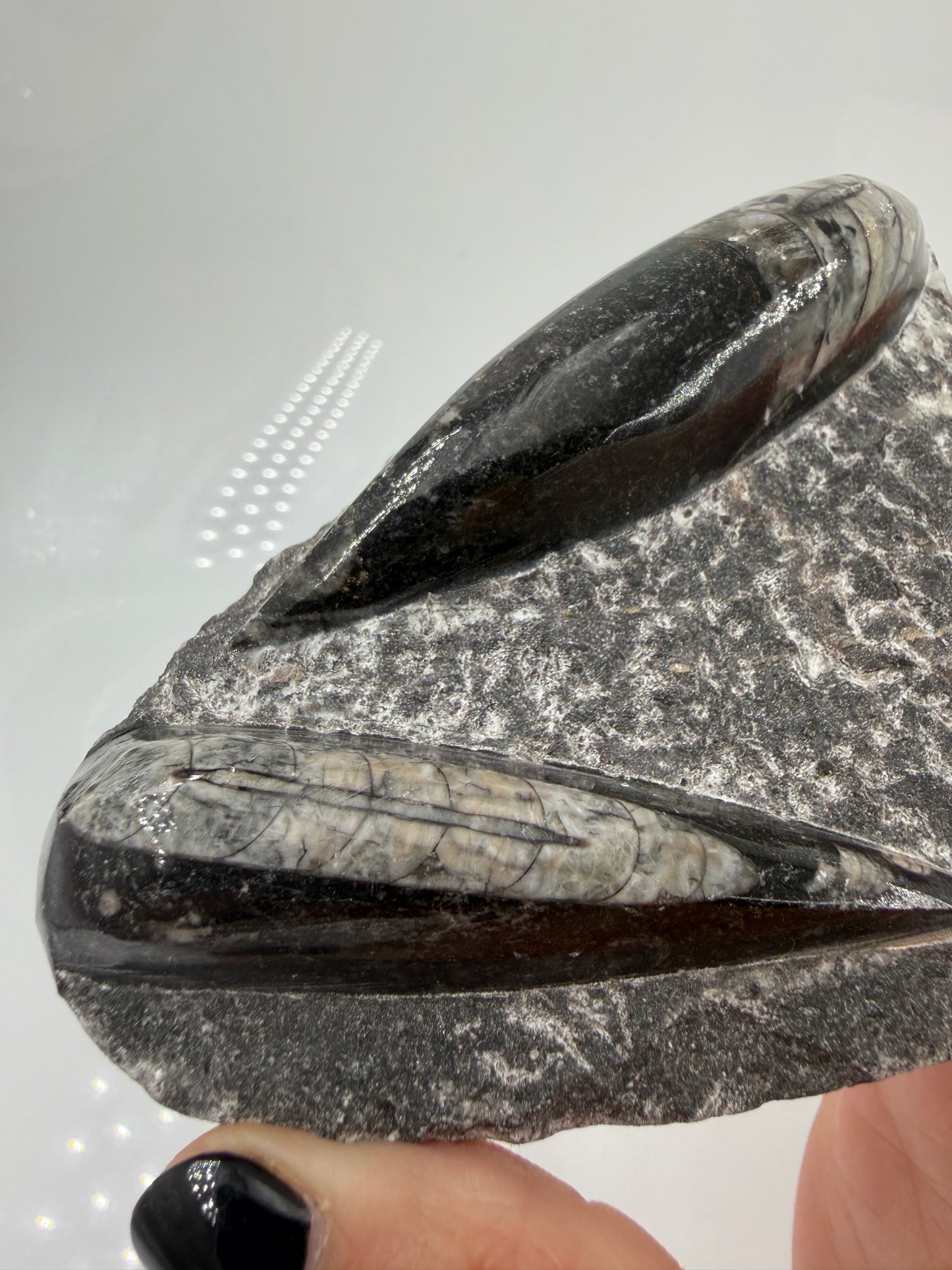 Angeschliffene Orthocera OR12 – Fossil mit sichtbaren Kammern, 11,8 × 7,6 cm