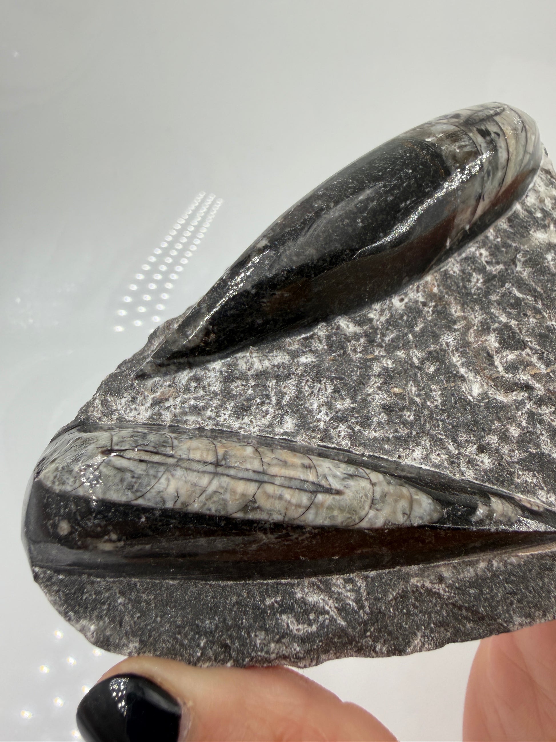 Angeschliffene Orthocera OR12 – Fossil mit sichtbaren Kammern, 11,8 × 7,6 cm