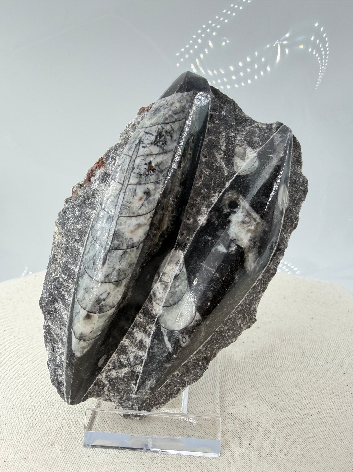 Angeschliffene Orthocera OS12 – Fossil mit sichtbaren Kammern, 10,9 × 7,1 cm