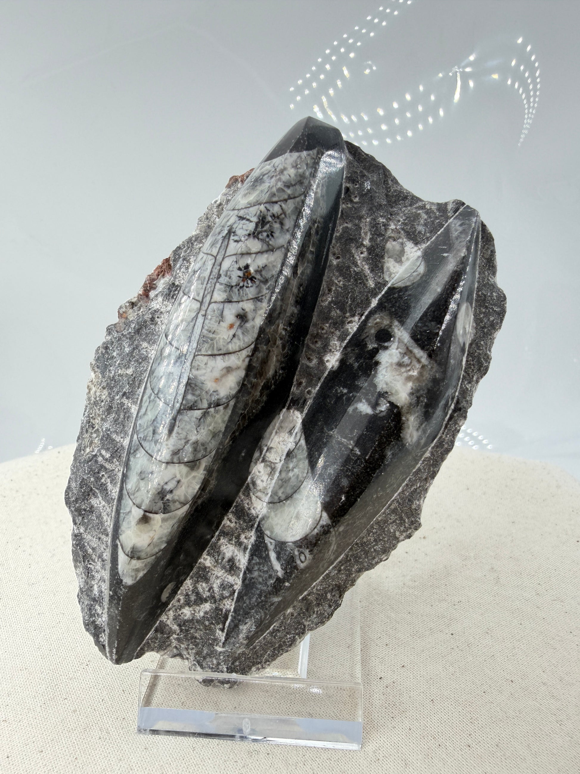 Angeschliffene Orthocera OS12 – Fossil mit sichtbaren Kammern, 10,9 × 7,1 cm