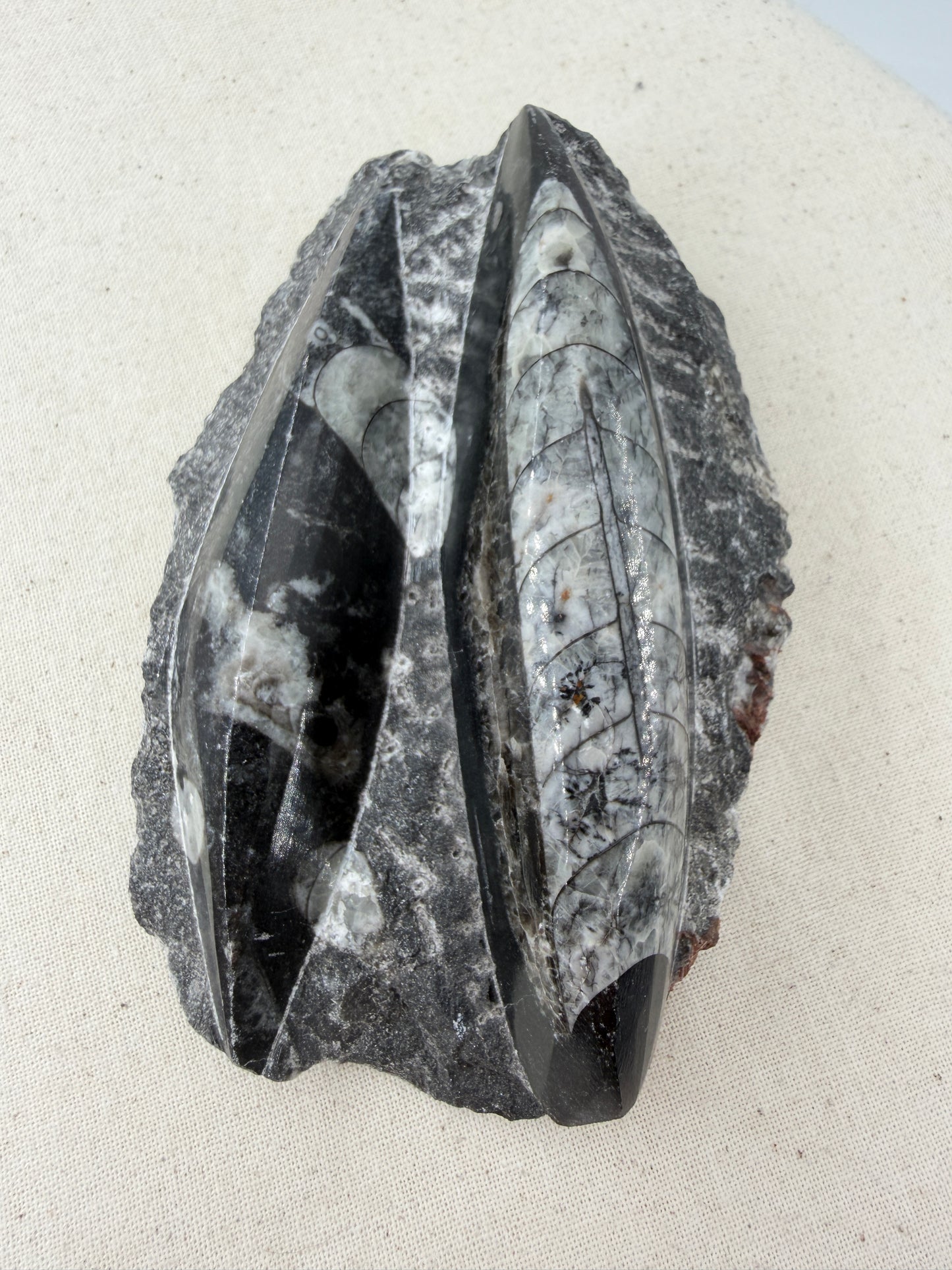 Angeschliffene Orthocera OS12 – Fossil mit sichtbaren Kammern, 10,9 × 7,1 cm
